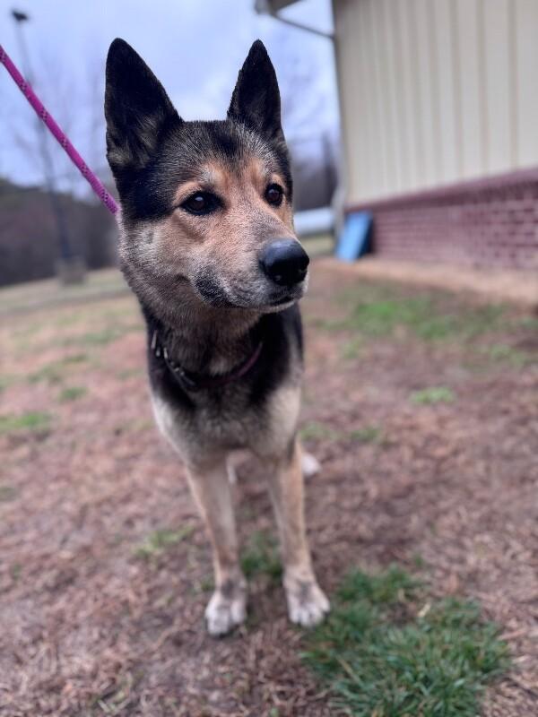 Sheba, a Adoptable mixed breed in Disputanta, VA image 3/4