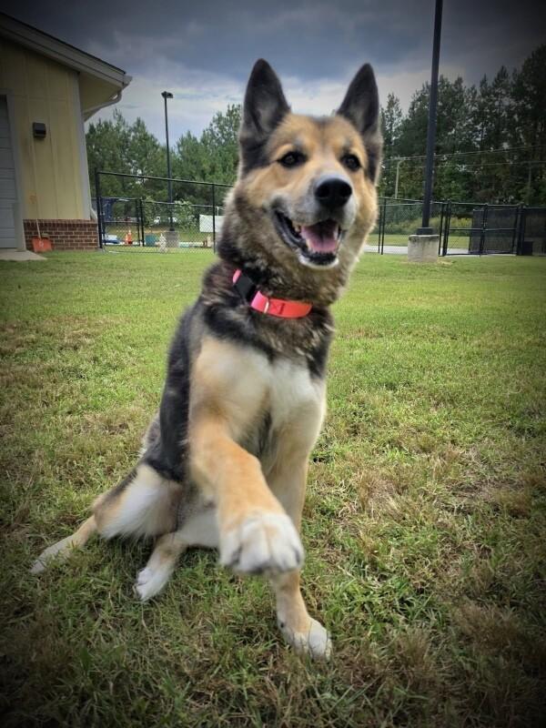 Enlarge Sheba, a Adoptable mixed breed in Disputanta, VA image 4/6