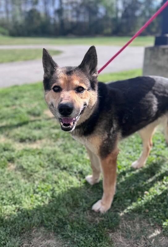 Sheba, a Adoptable mixed breed in Disputanta, VA image 4/4