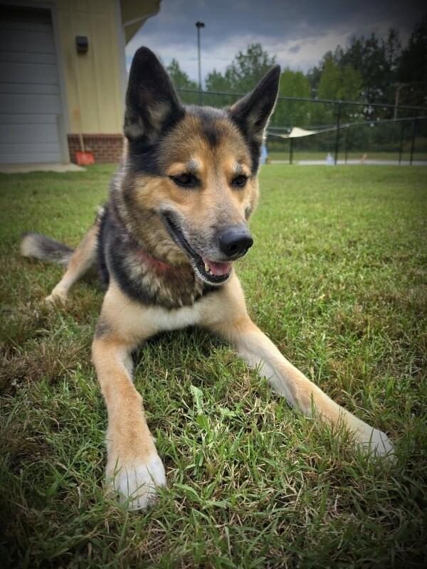 Enlarge Sheba, a Adoptable mixed breed in Disputanta, VA image 6/6