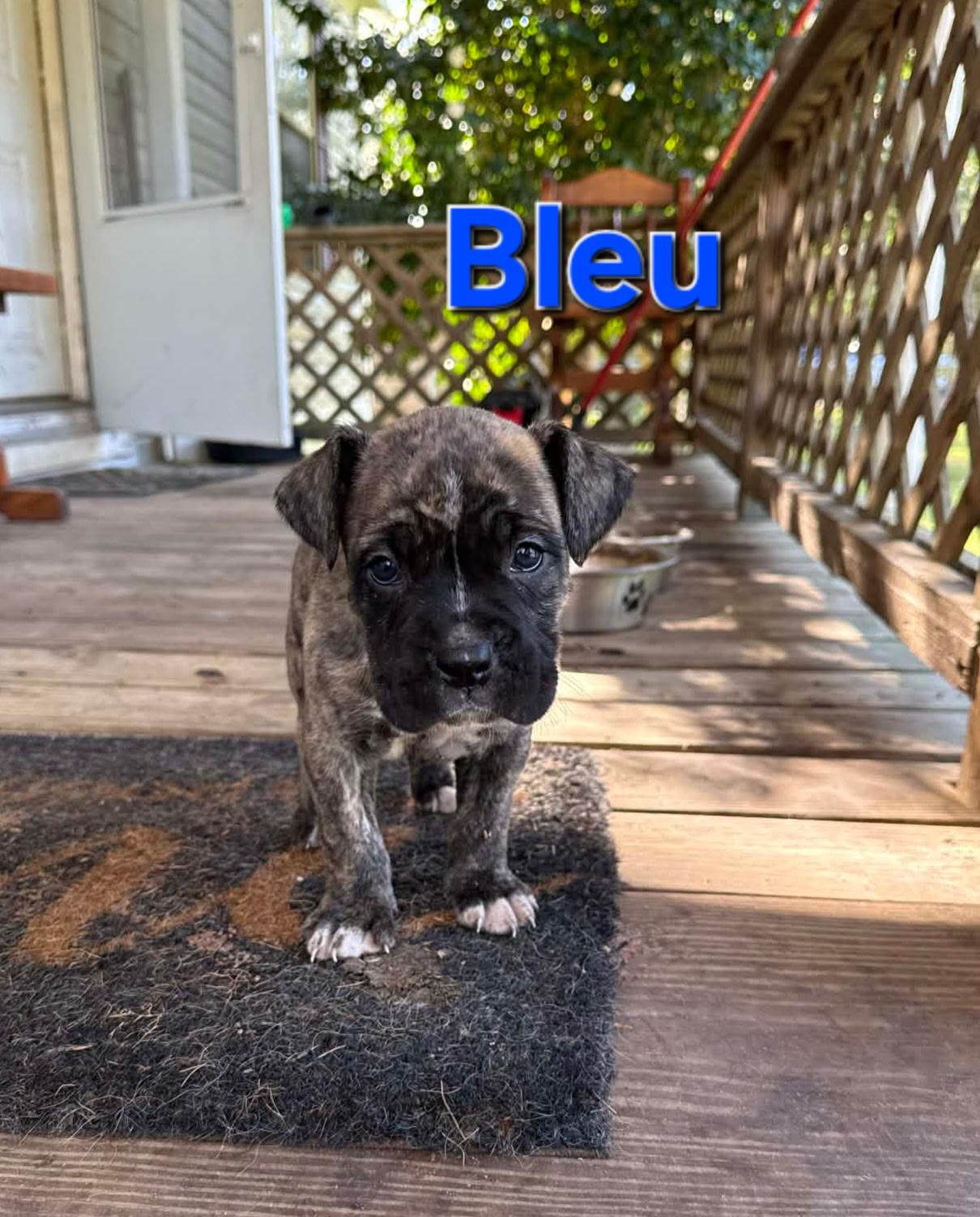 Enlarge Bleu, an adopted mixed breed in Mobile, AL image 1/1