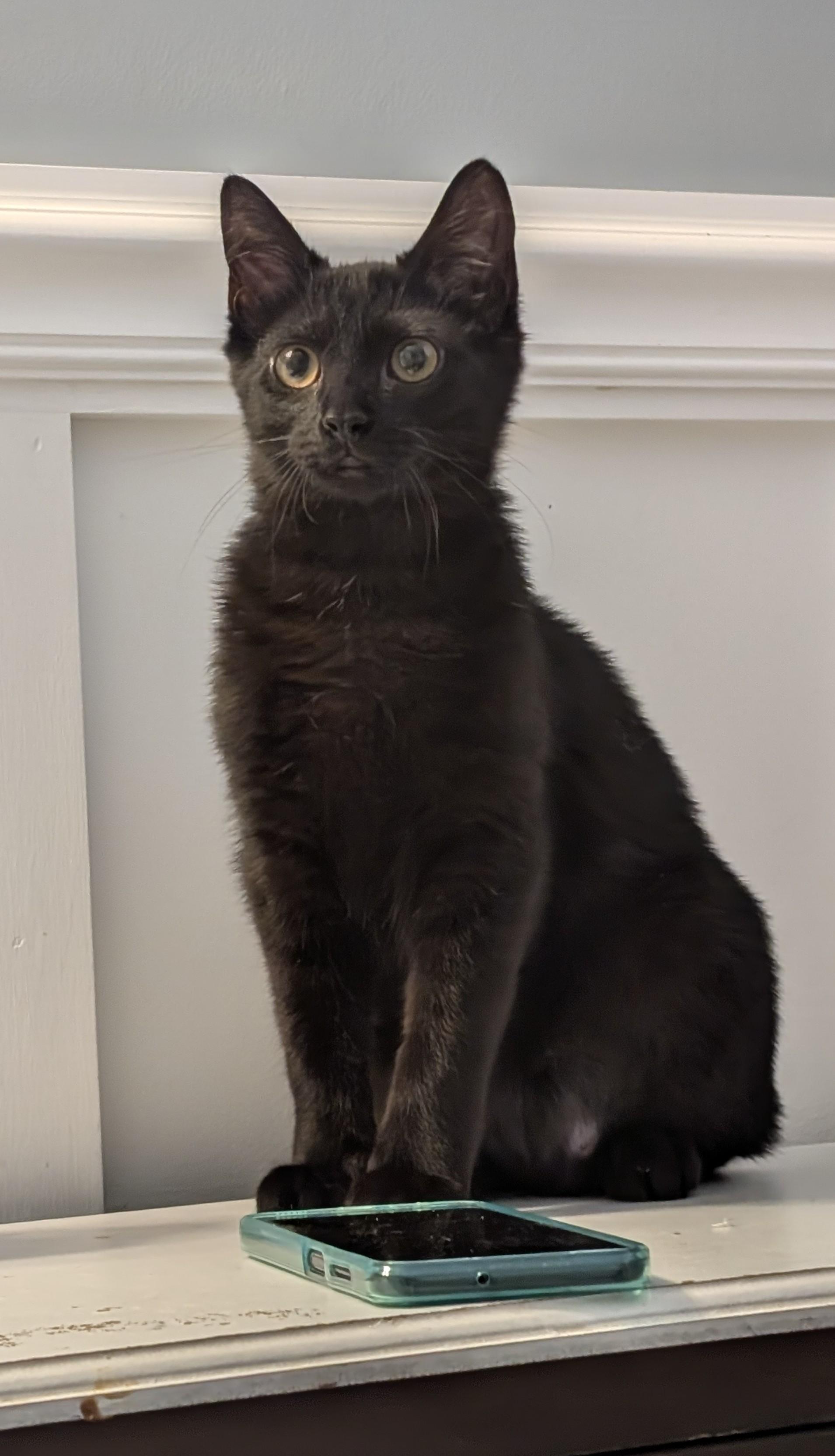 Enlarge Buford, a ADOPTABLE mixed breed in Wilmington, NC image 5/5