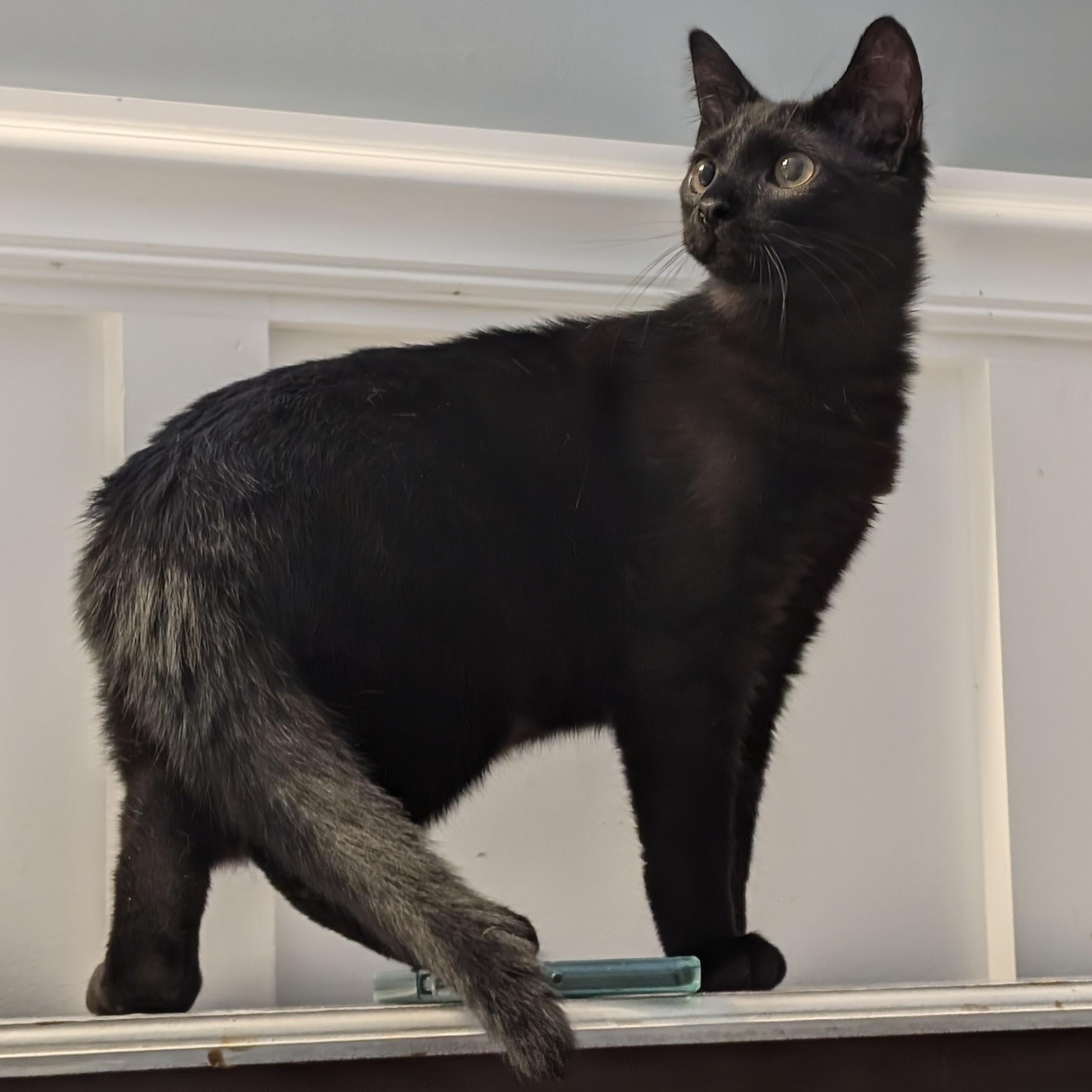 Enlarge Buford, a ADOPTABLE mixed breed in Wilmington, NC image 3/5