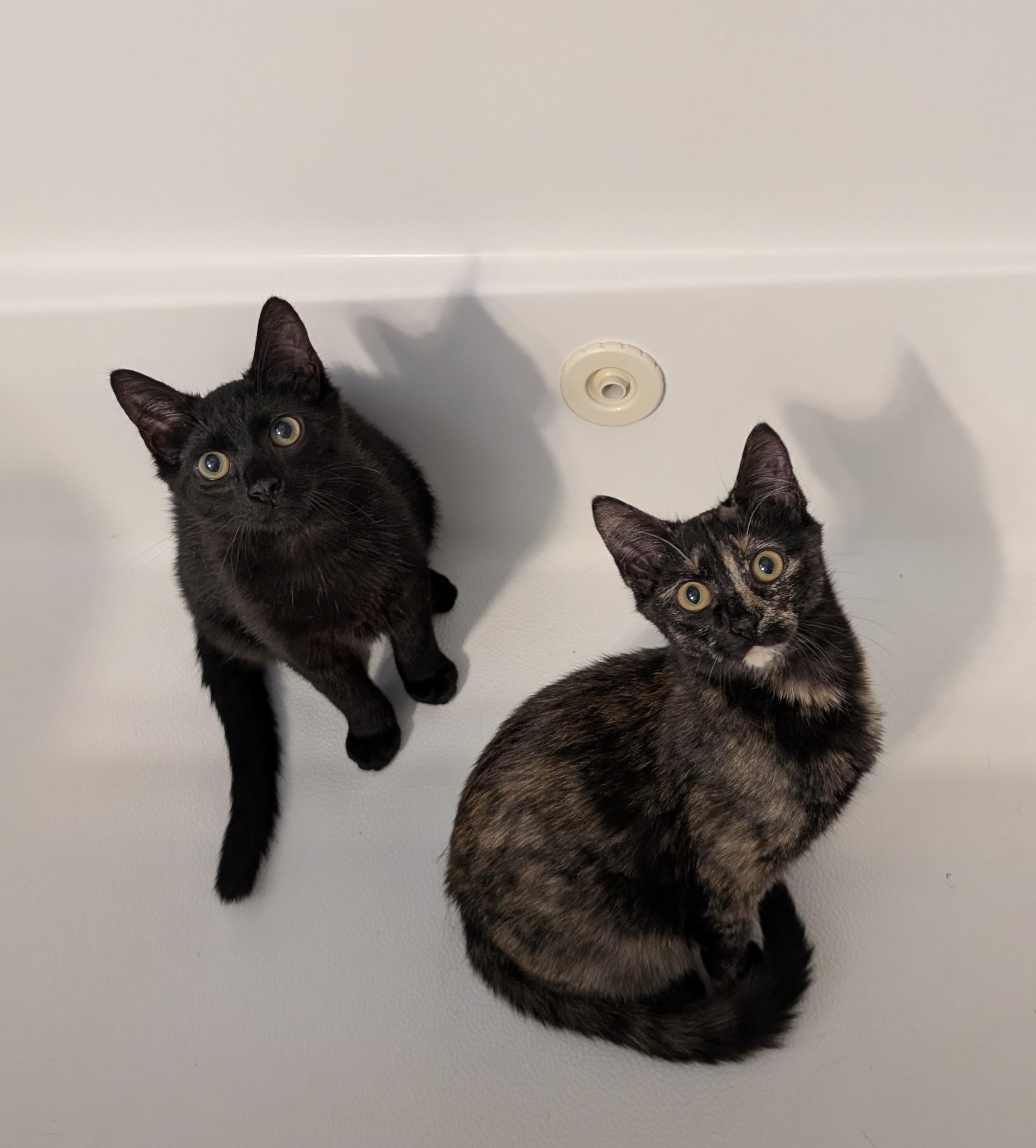 Enlarge Buford, a ADOPTABLE mixed breed in Wilmington, NC image 4/5