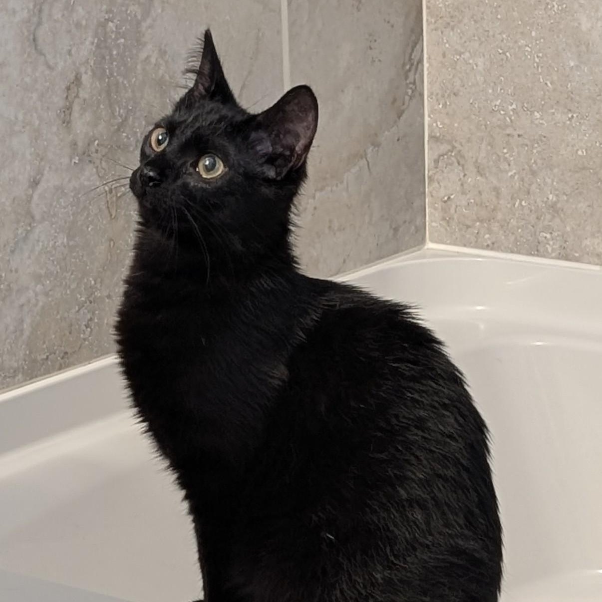 Enlarge Buford, a ADOPTABLE mixed breed in Wilmington, NC image 2/5