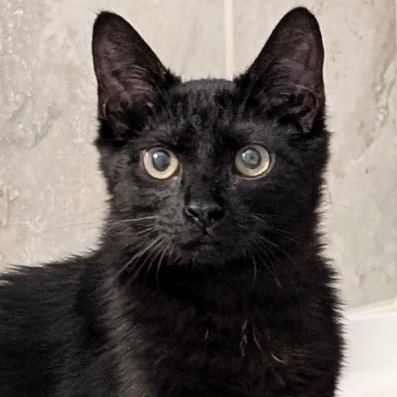Buford, ADOPTABLE, Kitten Male Bombay.