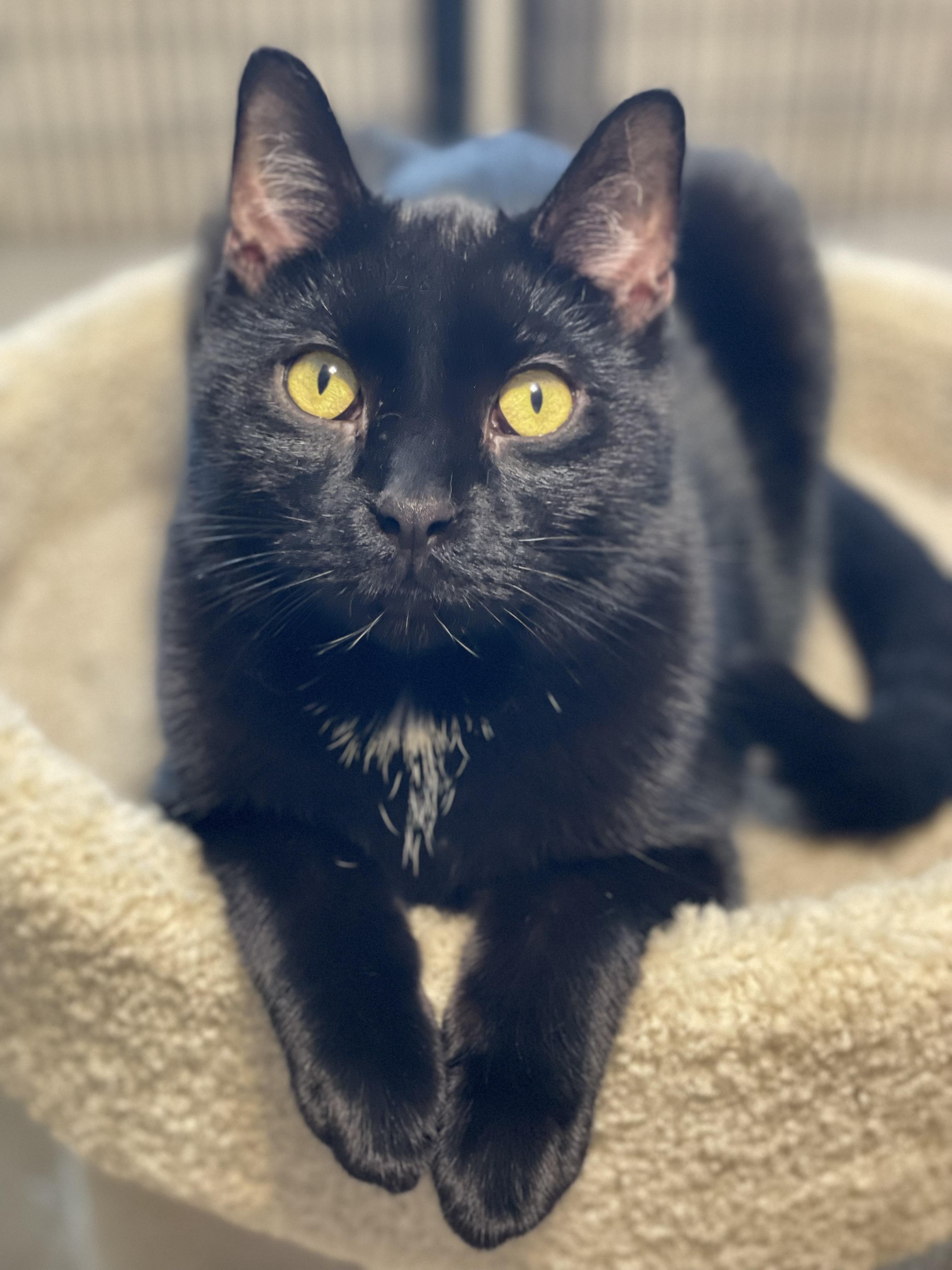 Sing, Adoptable, Young Male Domestic Short Hair.