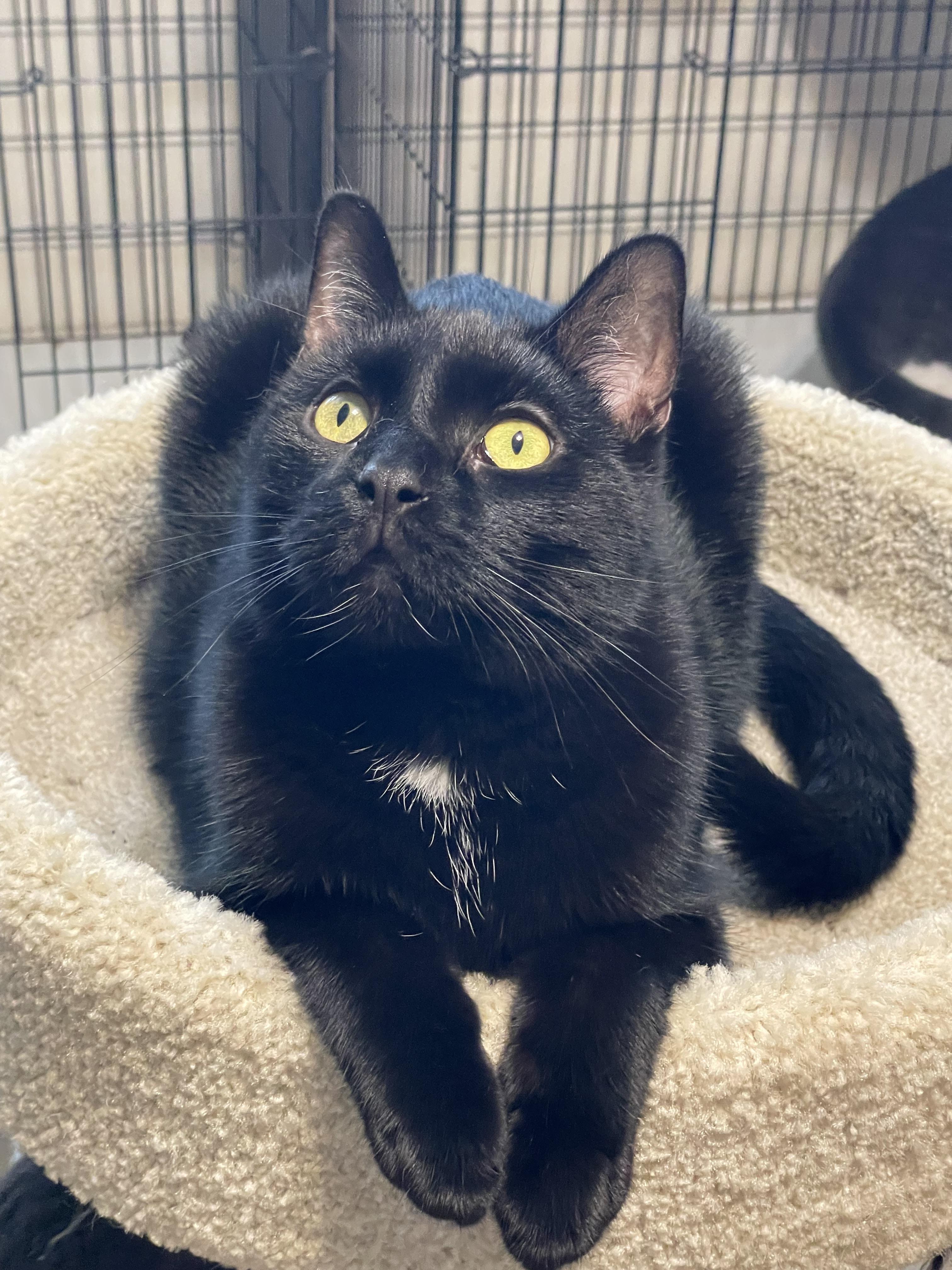 Sing, a Adoptable Domestic Short Hair in Lacon, IL image 4/6