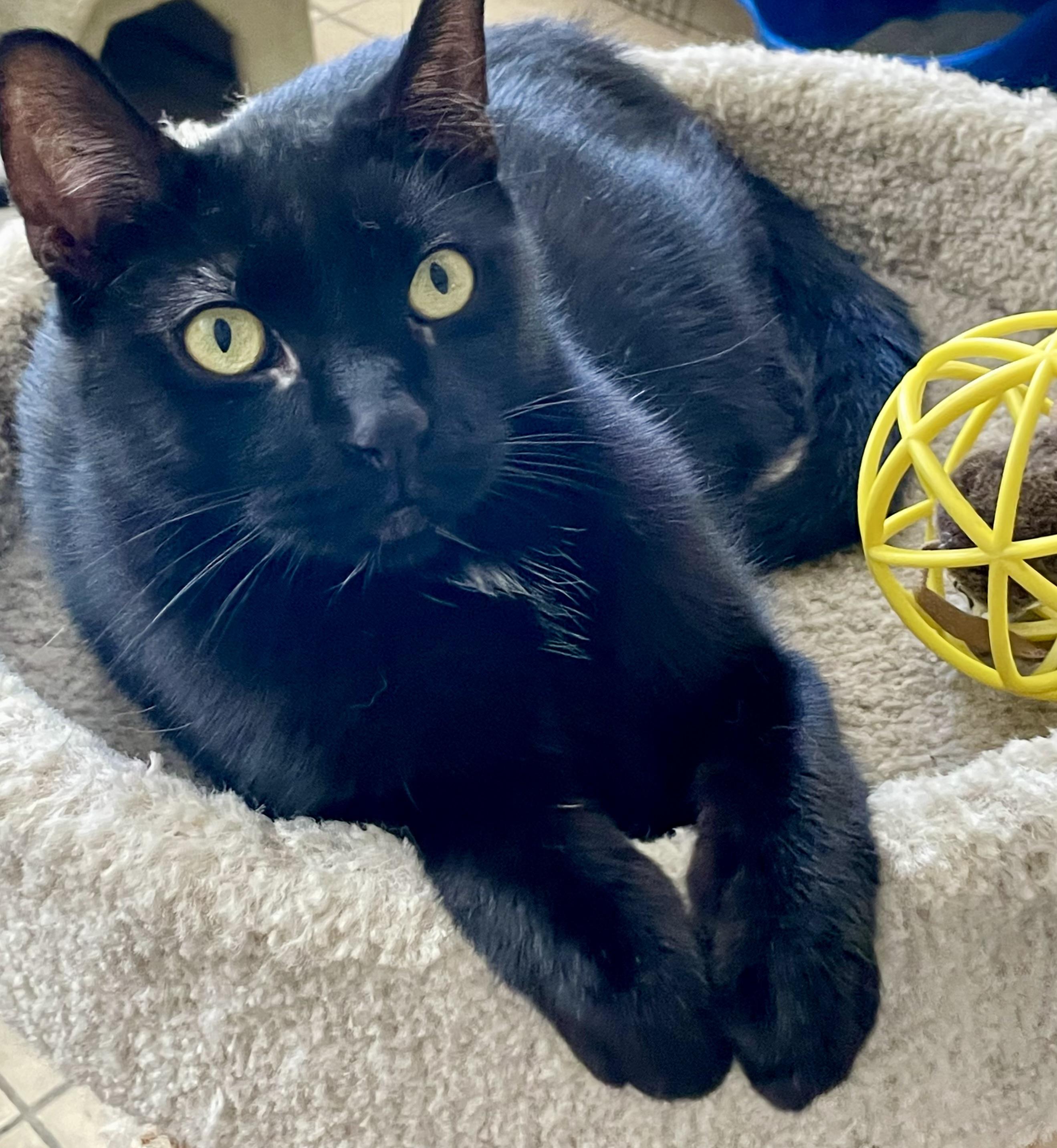 Sing, an adoptable Domestic Short Hair in Lacon, IL image 5/6