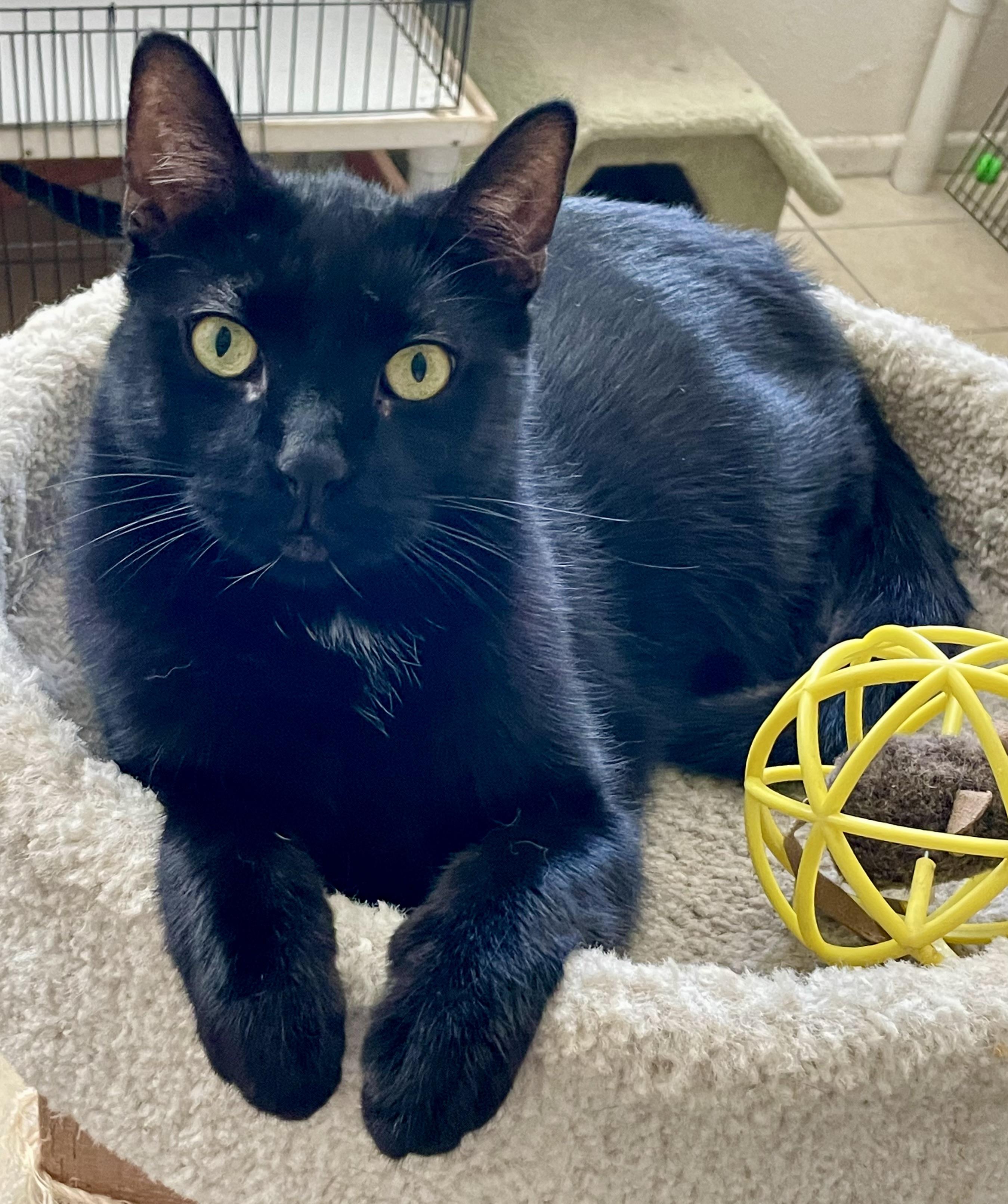 Sing, an adoptable Domestic Short Hair in Lacon, IL image 6/6