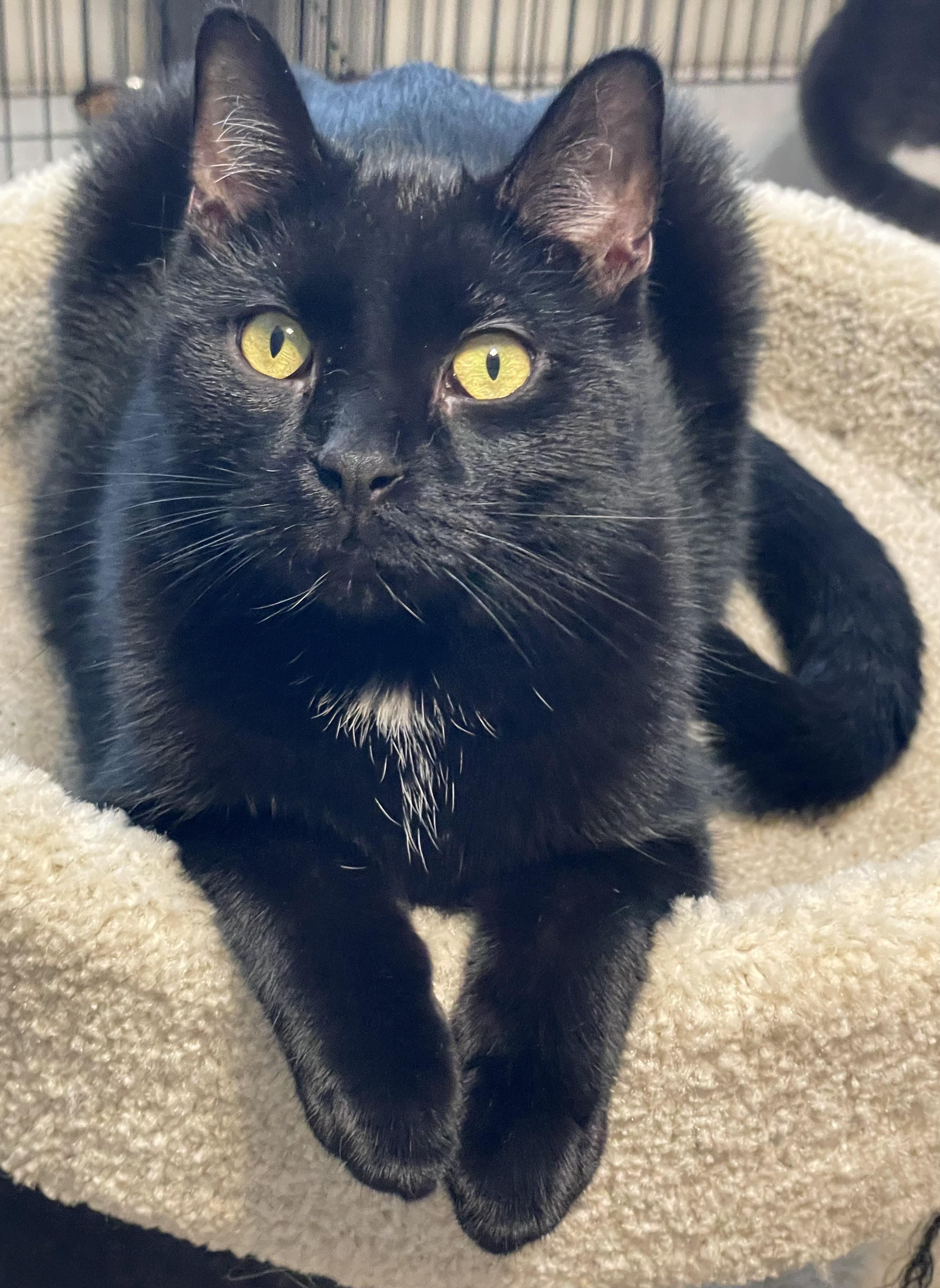 Sing, a Adoptable Domestic Short Hair in Lacon, IL image 3/6