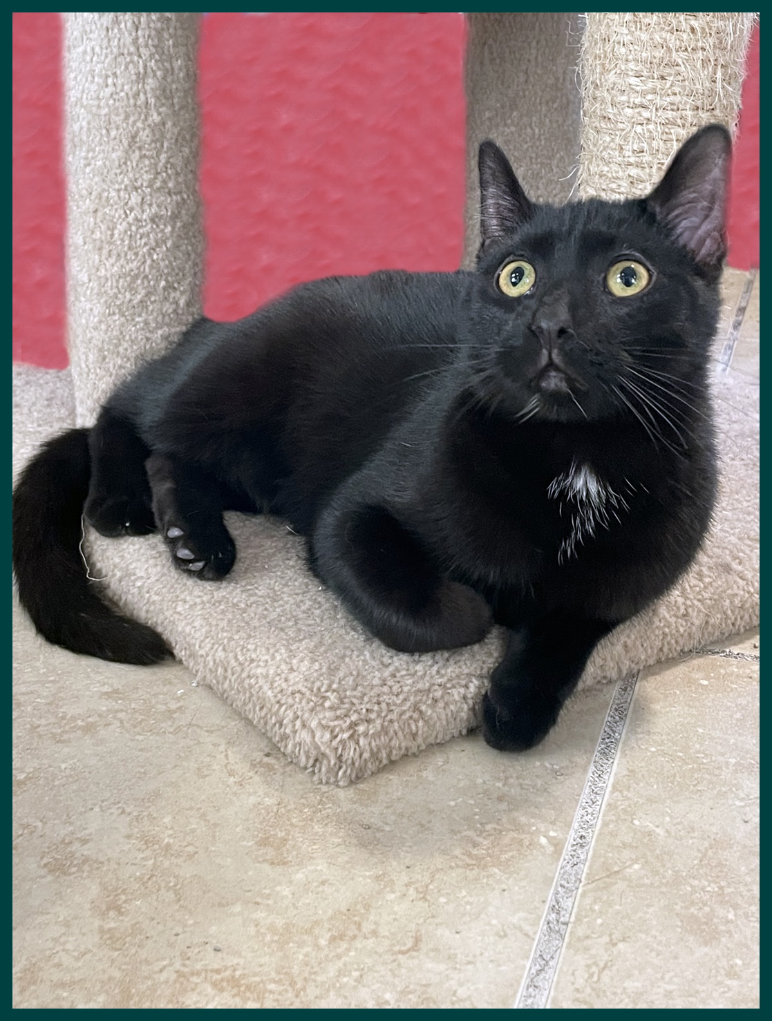 Sing, a Adoptable Domestic Short Hair in Lacon, IL image 2/6
