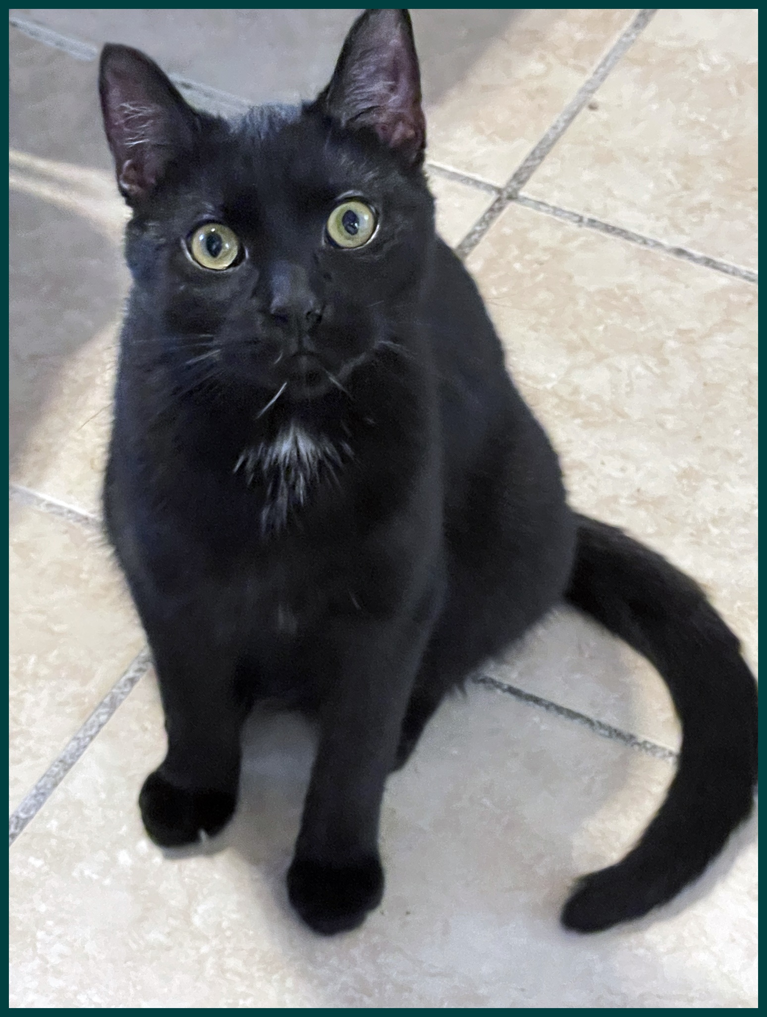 Sing, a Adoptable Domestic Short Hair in Lacon, IL image 5/6