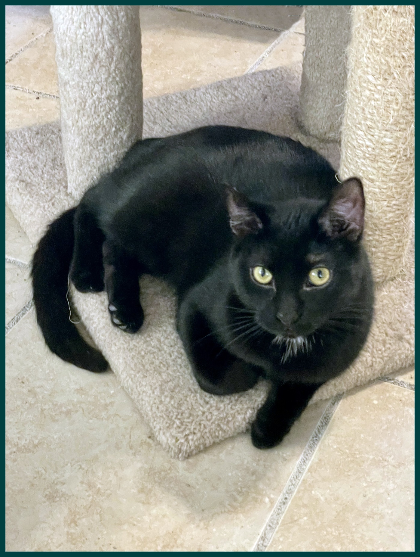 Sing, a Adoptable Domestic Short Hair in Lacon, IL image 6/6