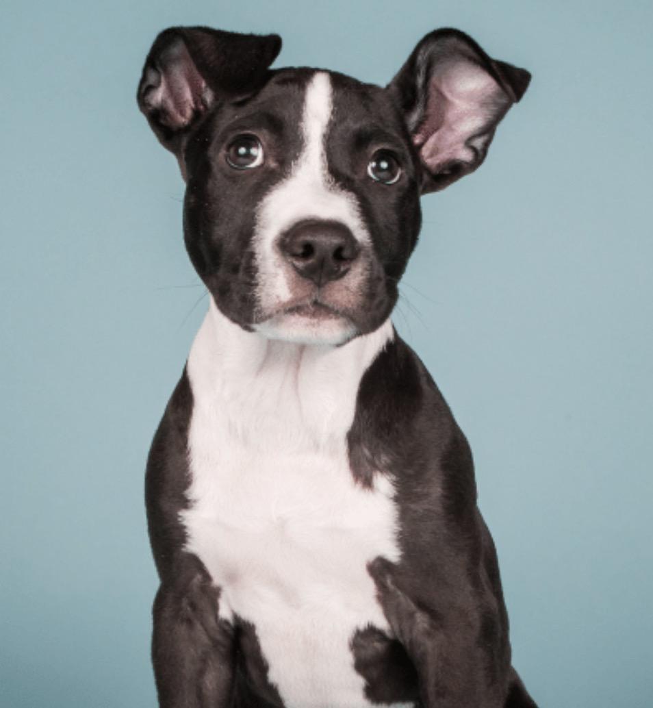 Enlarge Donatella, a ADOPTABLE mixed breed in Detroit, MI image 1/1