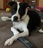Donatella, ADOPTABLE, Adult Female Terrier.