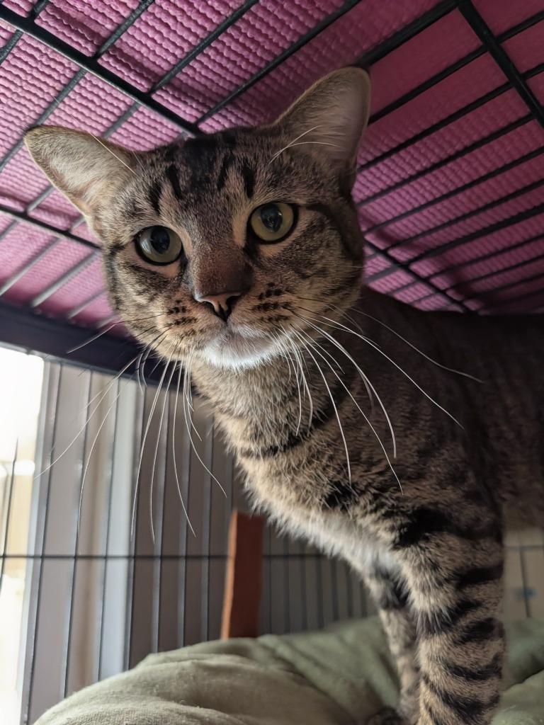 Rufio, Adoptable, Young Male Domestic Short Hair.