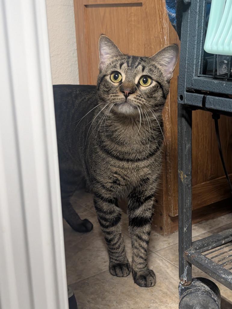 Enlarge Rufio, a Adoptable mixed breed in Shelton, WA image 2/3