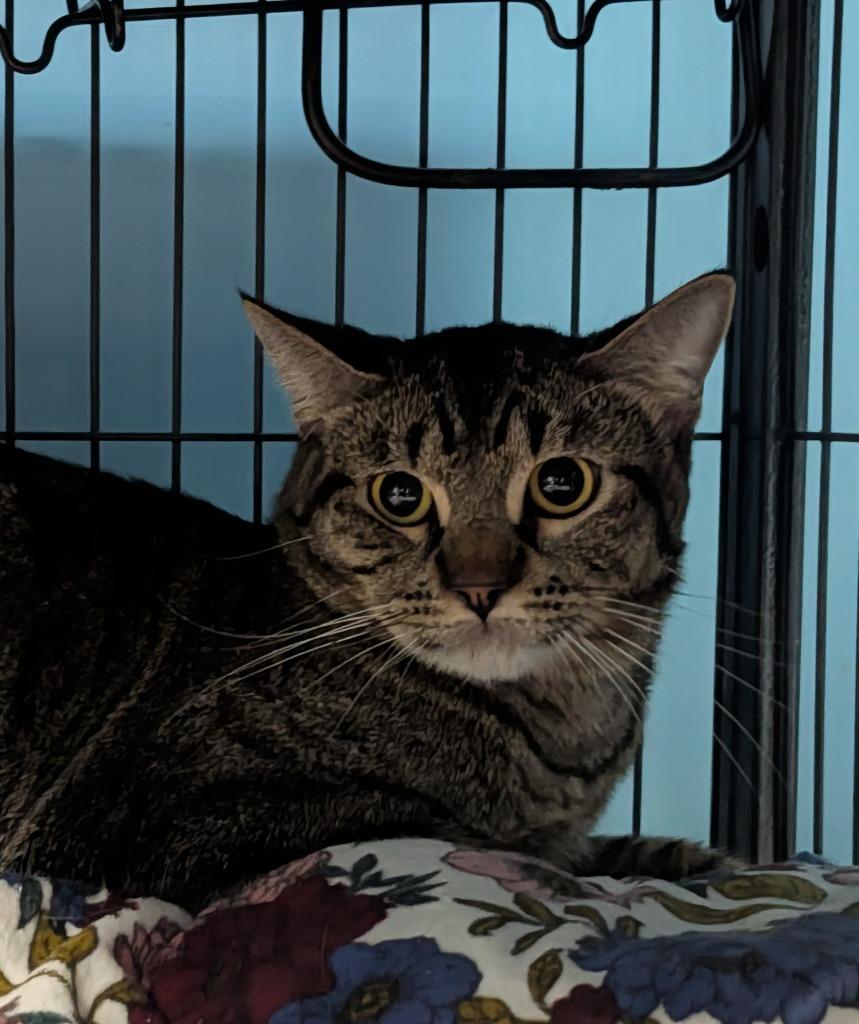 Enlarge Rufio, a Adoptable mixed breed in Shelton, WA image 3/3