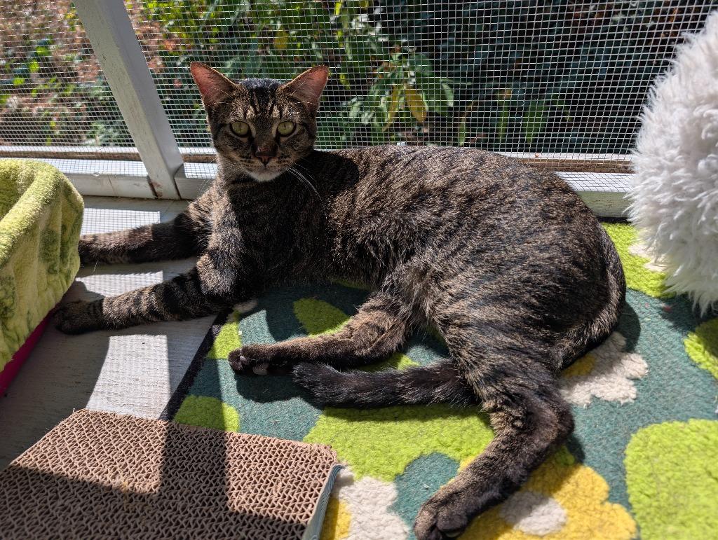 Enlarge Rufio, a Adoptable mixed breed in Shelton, WA image 4/4