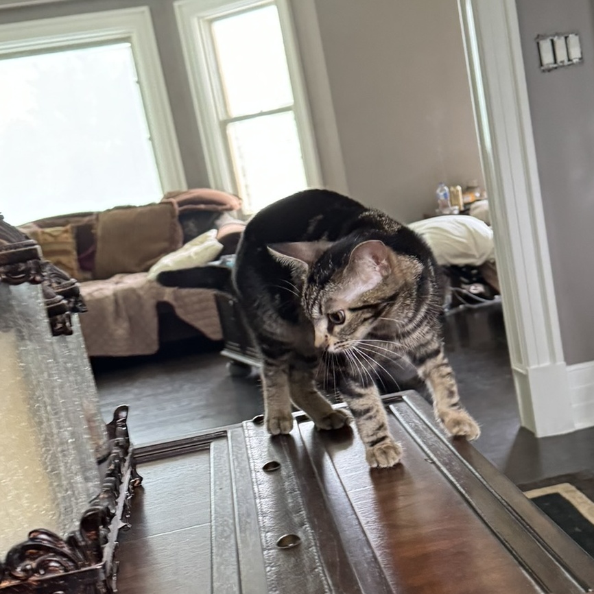 Cookie, Adoptable, Young Female Domestic Short Hair.