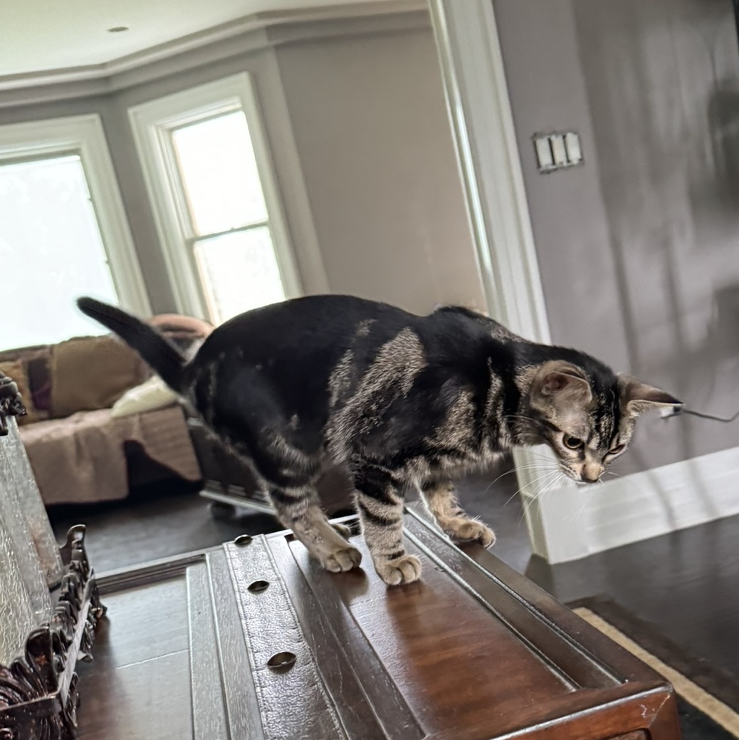 Enlarge Cookie, a Adoptable Domestic Short Hair in Mokena, IL image 2/3