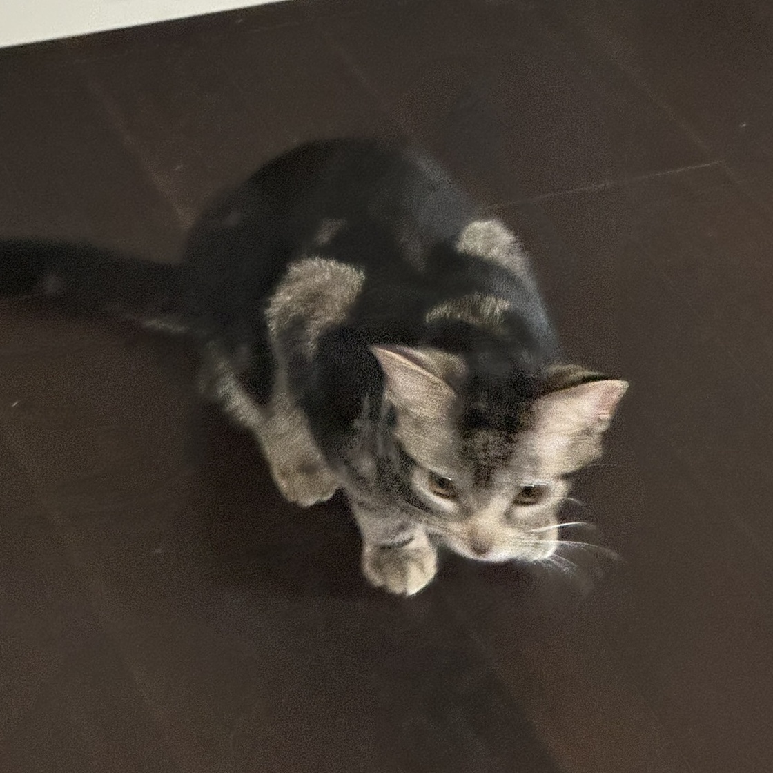 Enlarge Cookie, a Adoptable Domestic Short Hair in Mokena, IL image 3/3