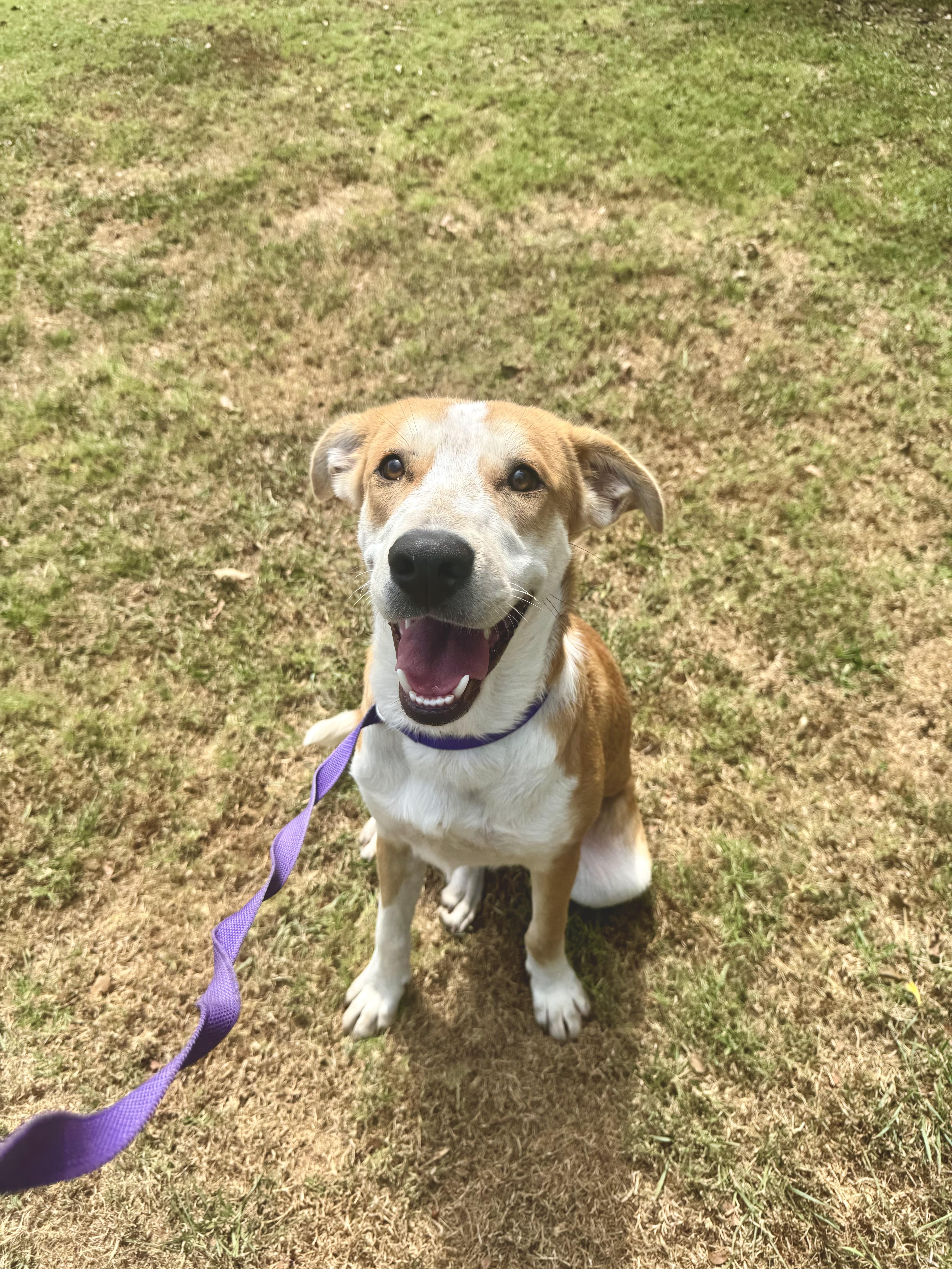 Bubba, a ADOPTABLE mixed breed in Sherman, TX image 3/6