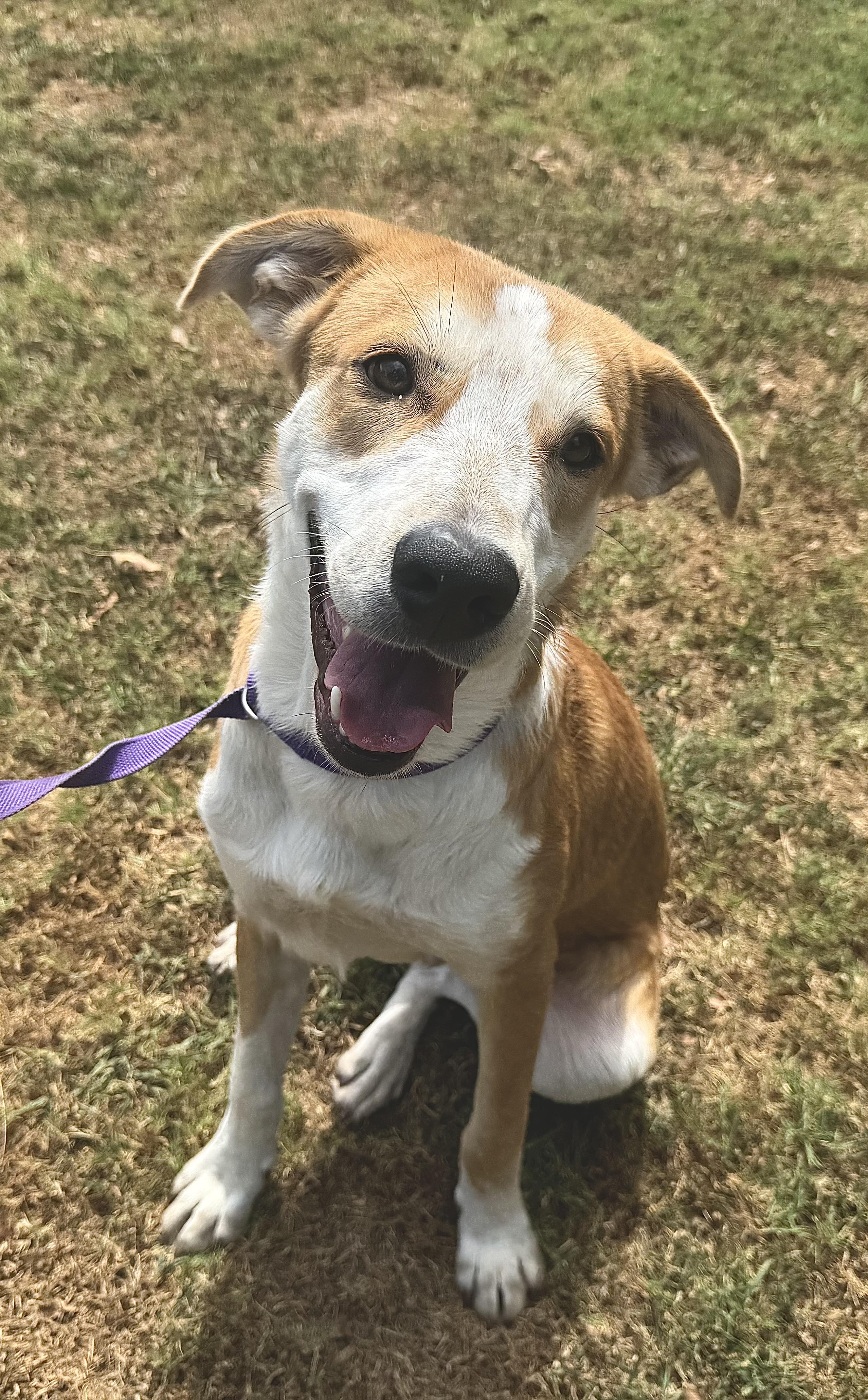 Bubba, a ADOPTABLE mixed breed in Sherman, TX image 2/6