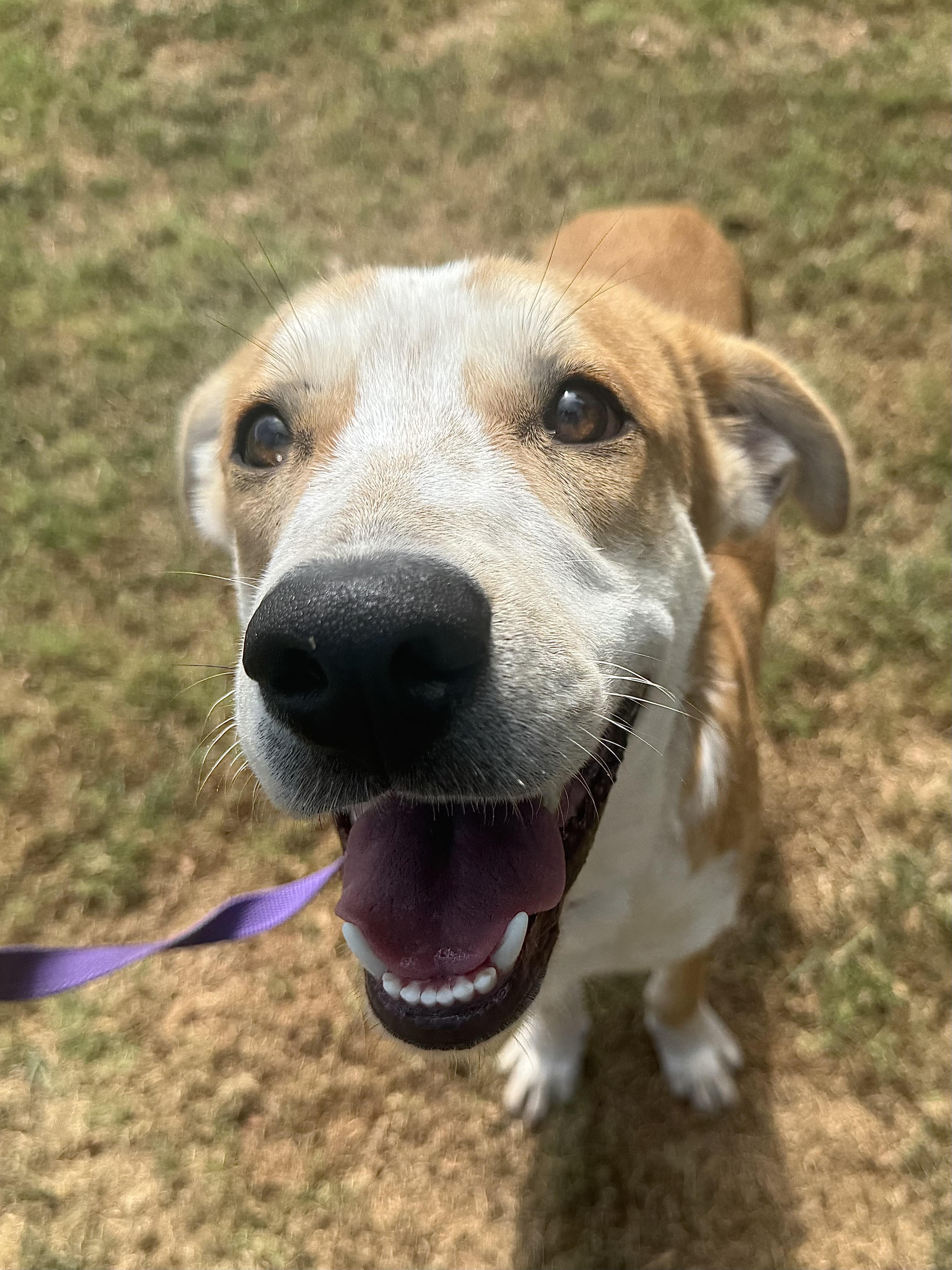 Bubba, a ADOPTABLE mixed breed in Sherman, TX image 4/6