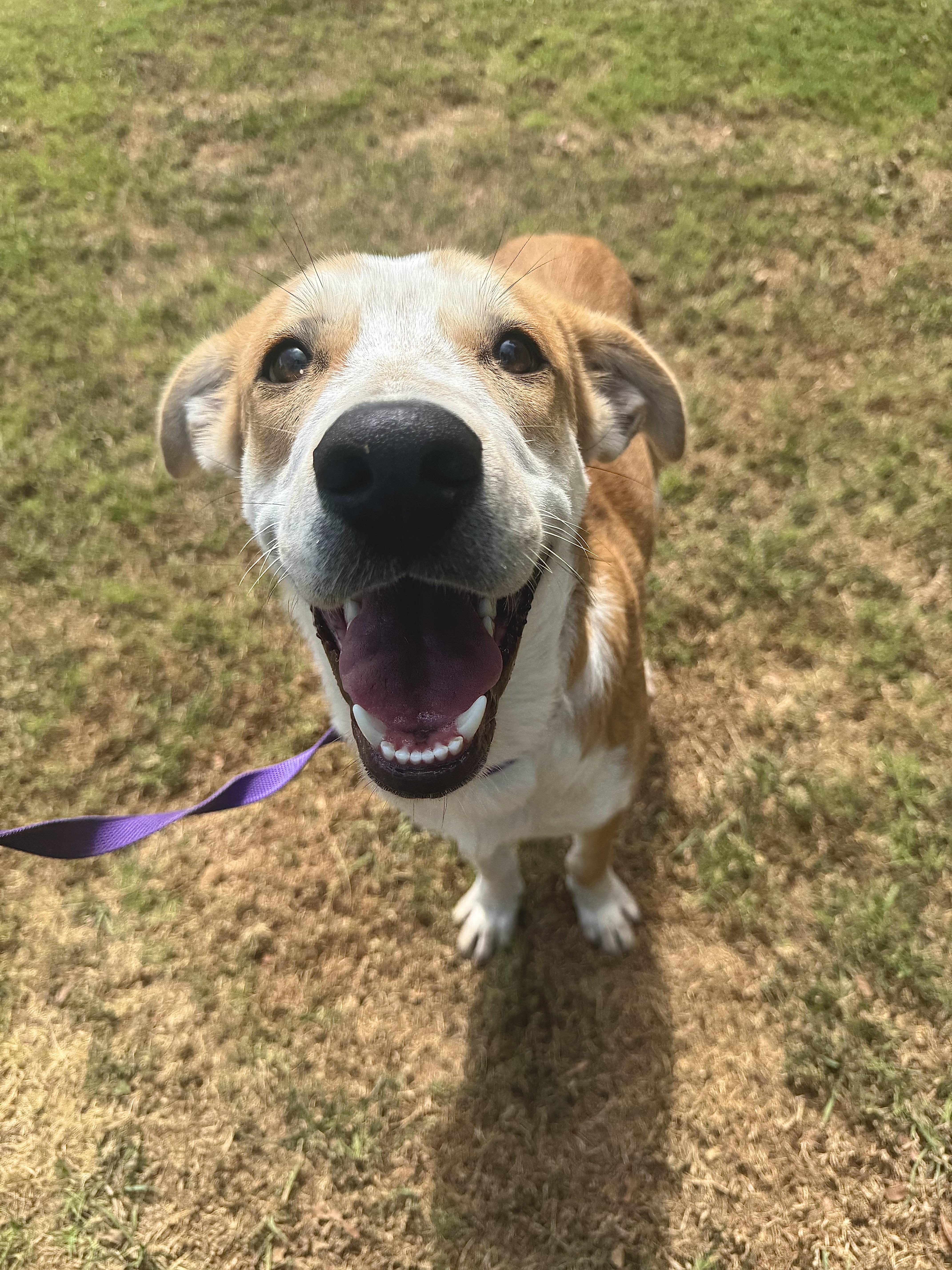 Bubba, a ADOPTABLE mixed breed in Sherman, TX image 5/6