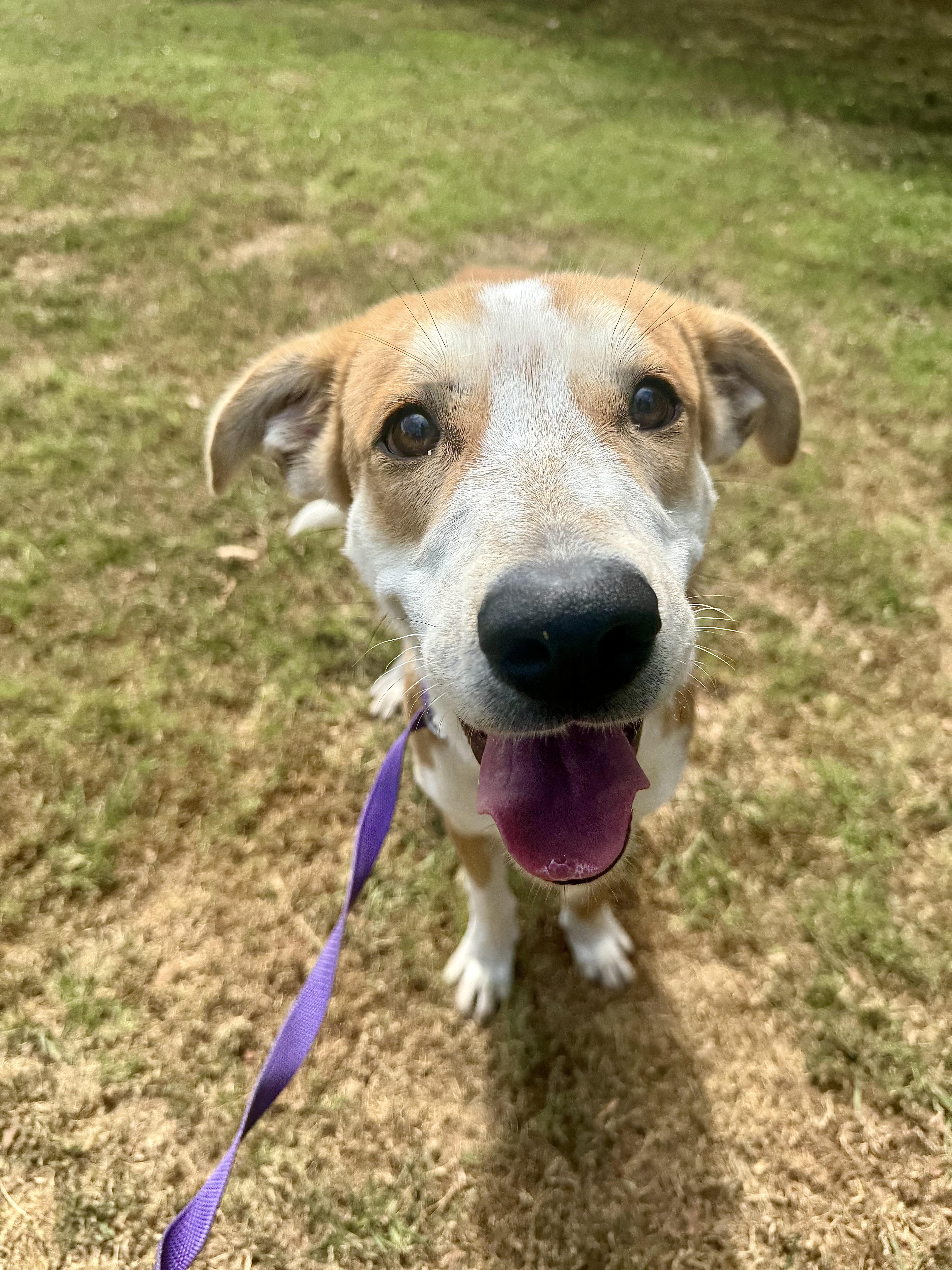 Bubba, a ADOPTABLE mixed breed in Sherman, TX image 6/6