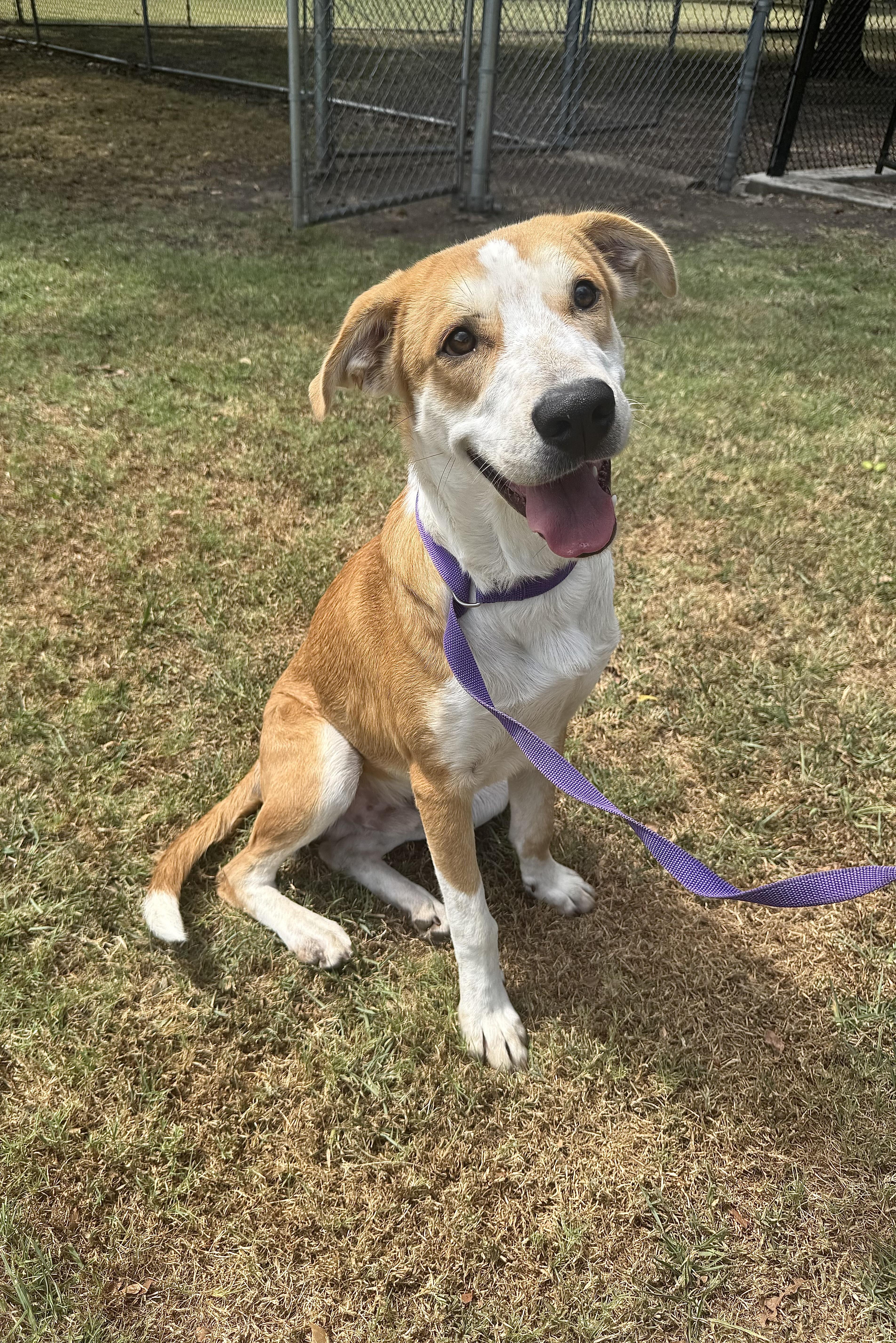 Bubba, ADOPTABLE, Young Male American Foxhound & Treeing Walker Coonhound.