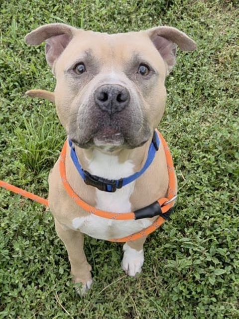 Enlarge JAY, a Adoptable American Staffordshire Terrier in Fort Lauderdale, FL image 1/1