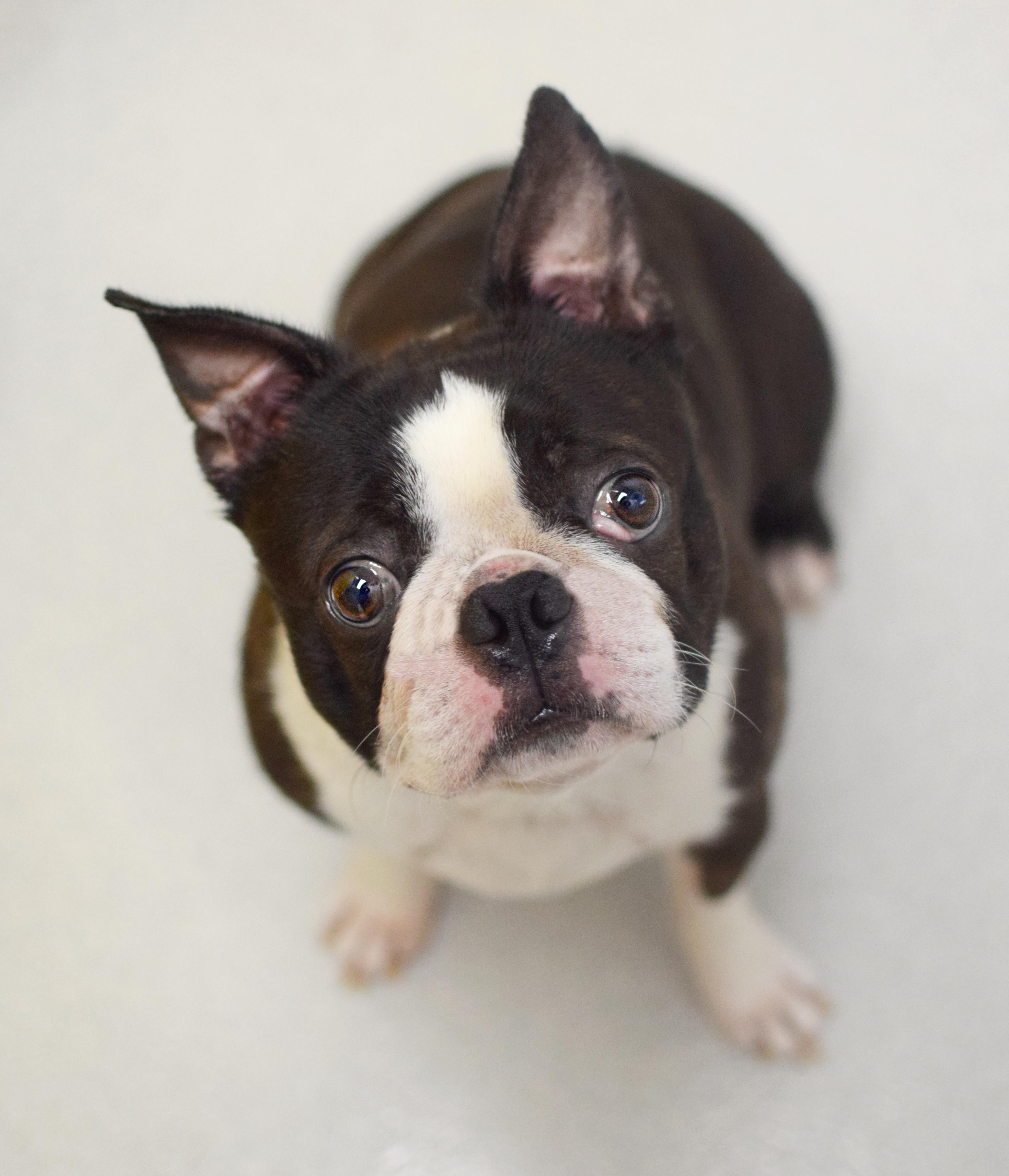 Enlarge Franklin, an adopted Boston Terrier in Pontiac, MI image 1/1