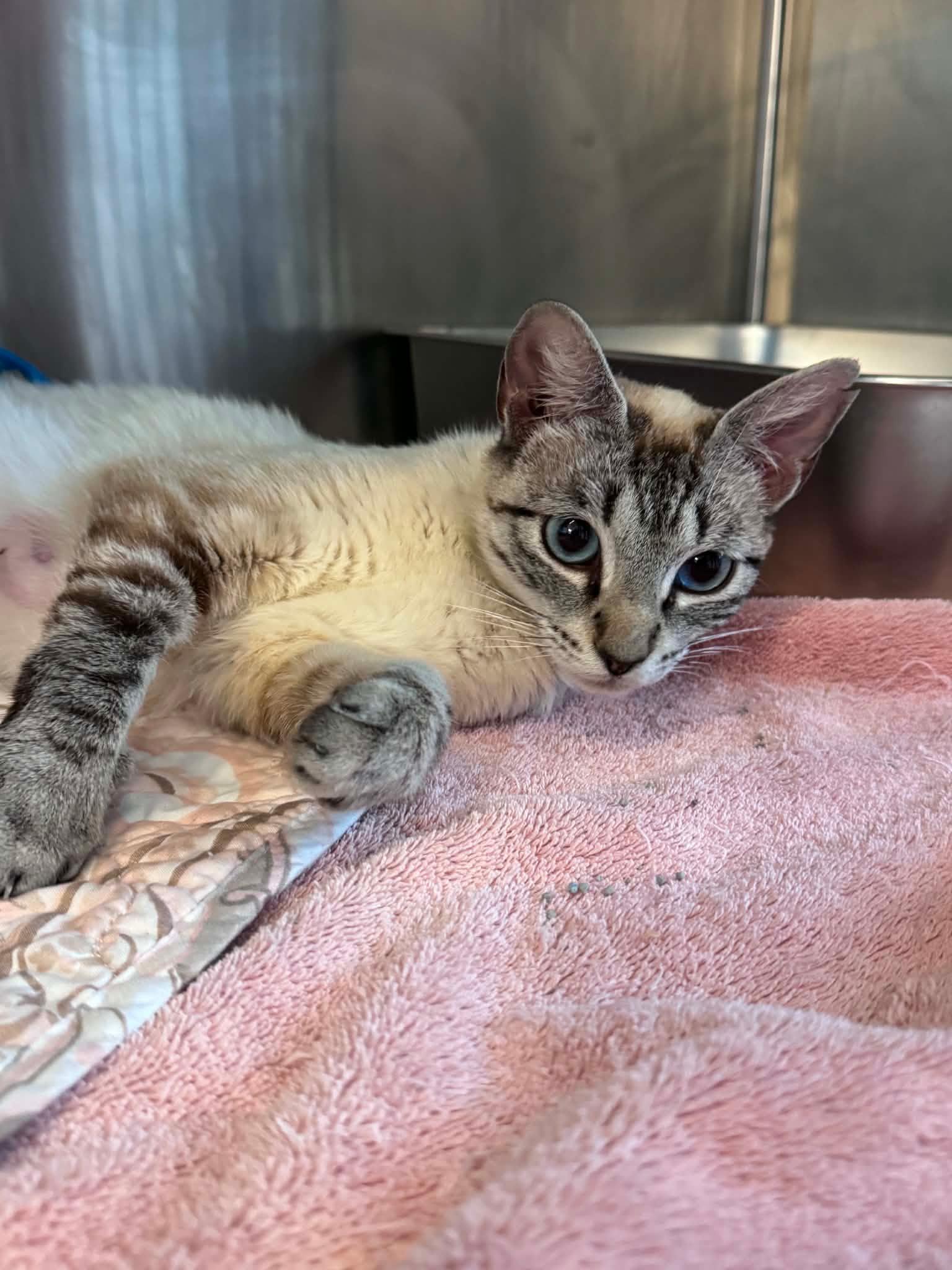 Lemon, adopted, Adult Female Domestic Short Hair.