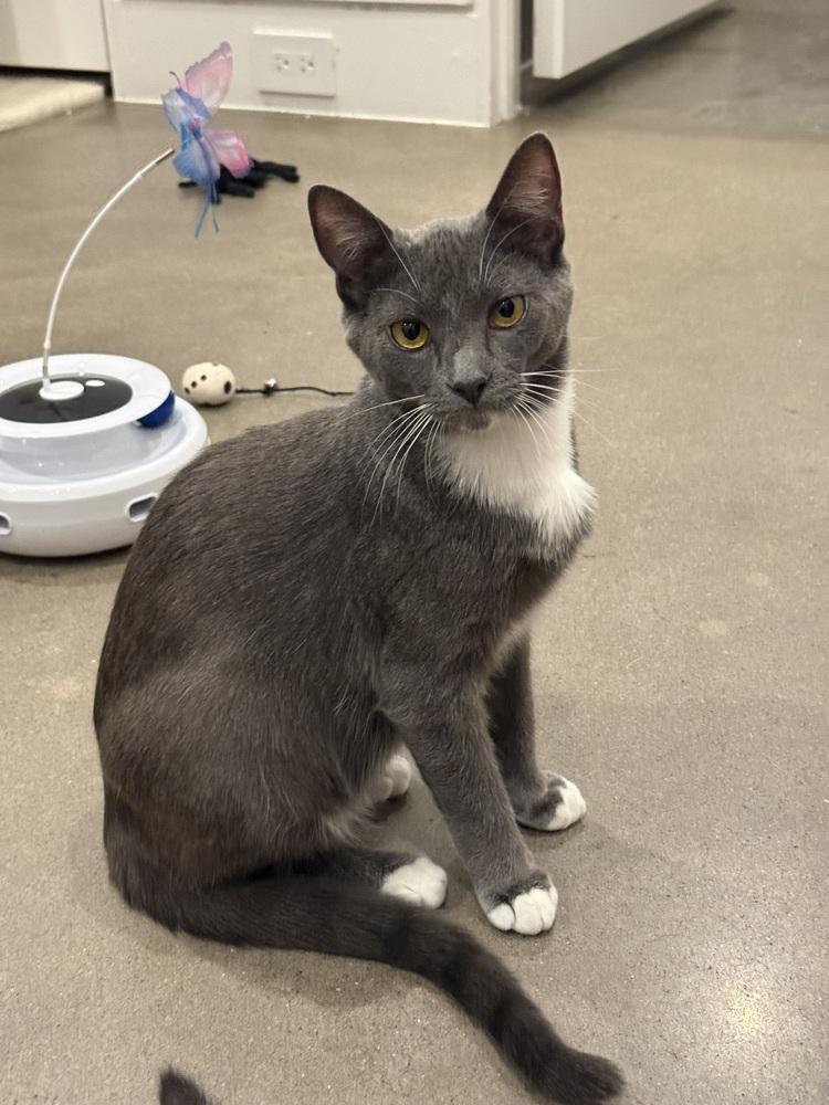 Chia — thumbnail 2