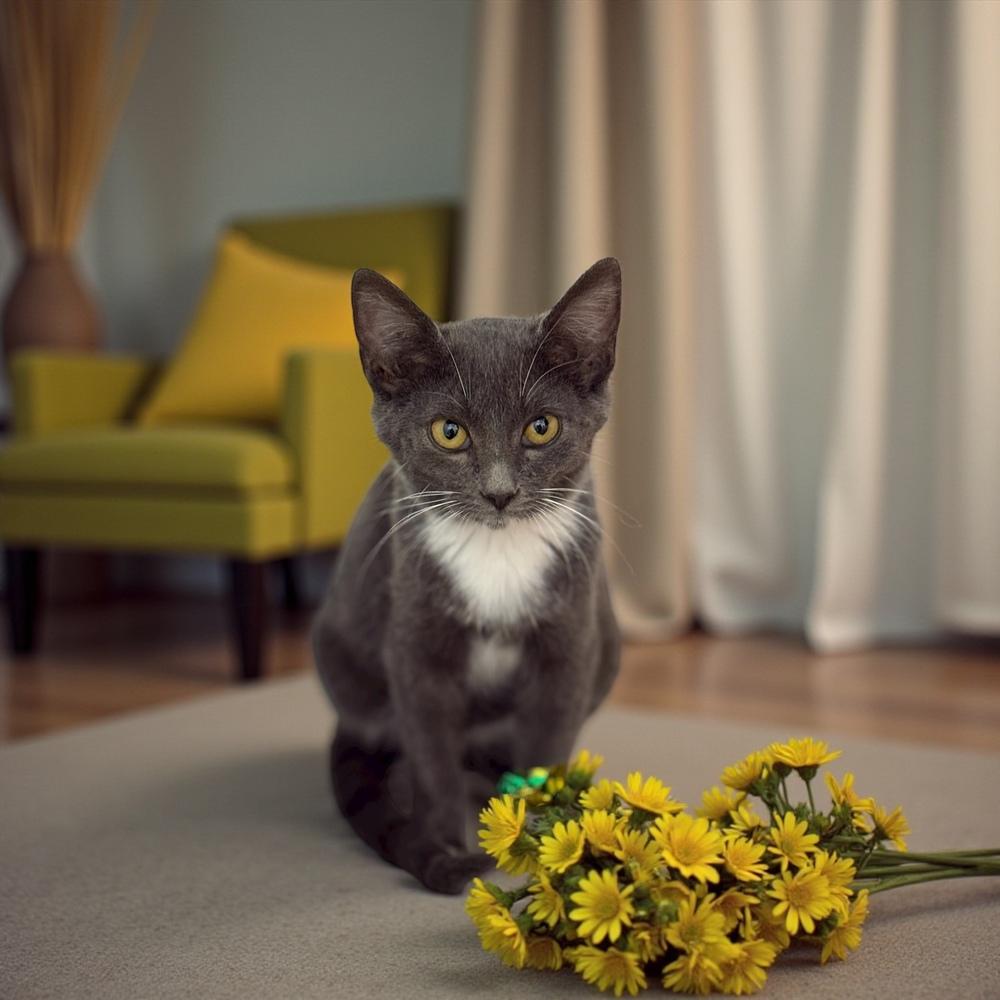 Chia — thumbnail 3