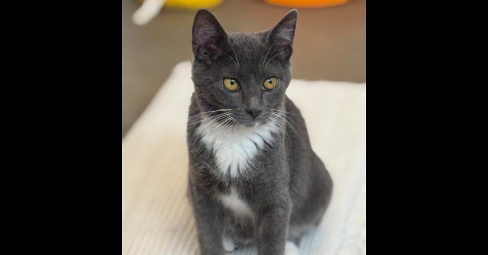 Chia — thumbnail 5