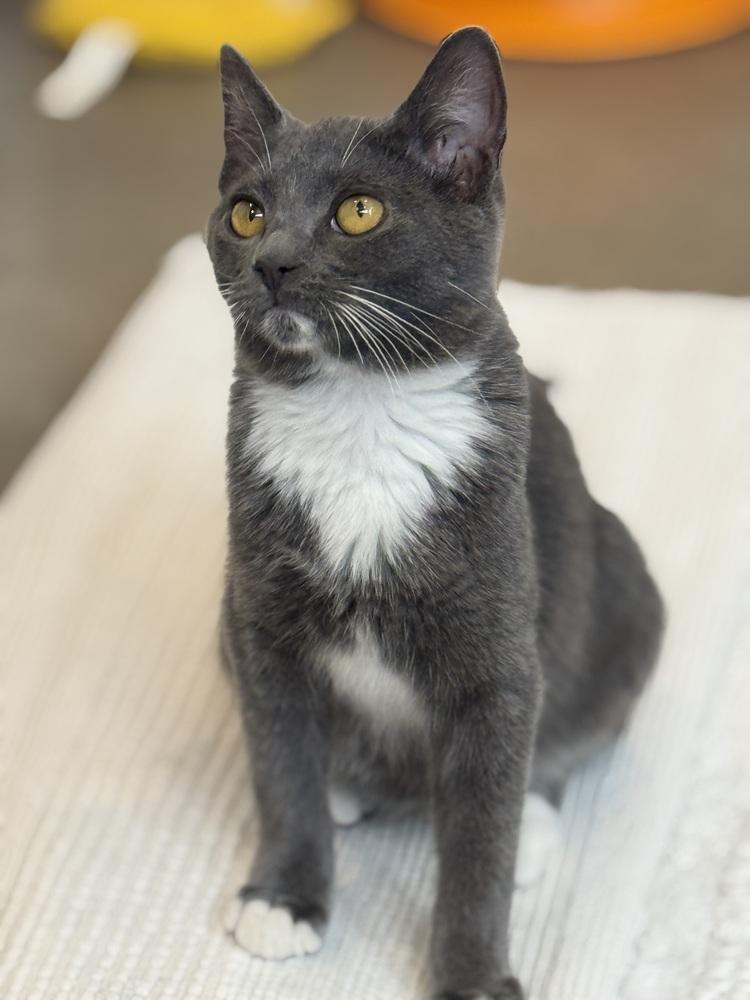 Chia — thumbnail 6