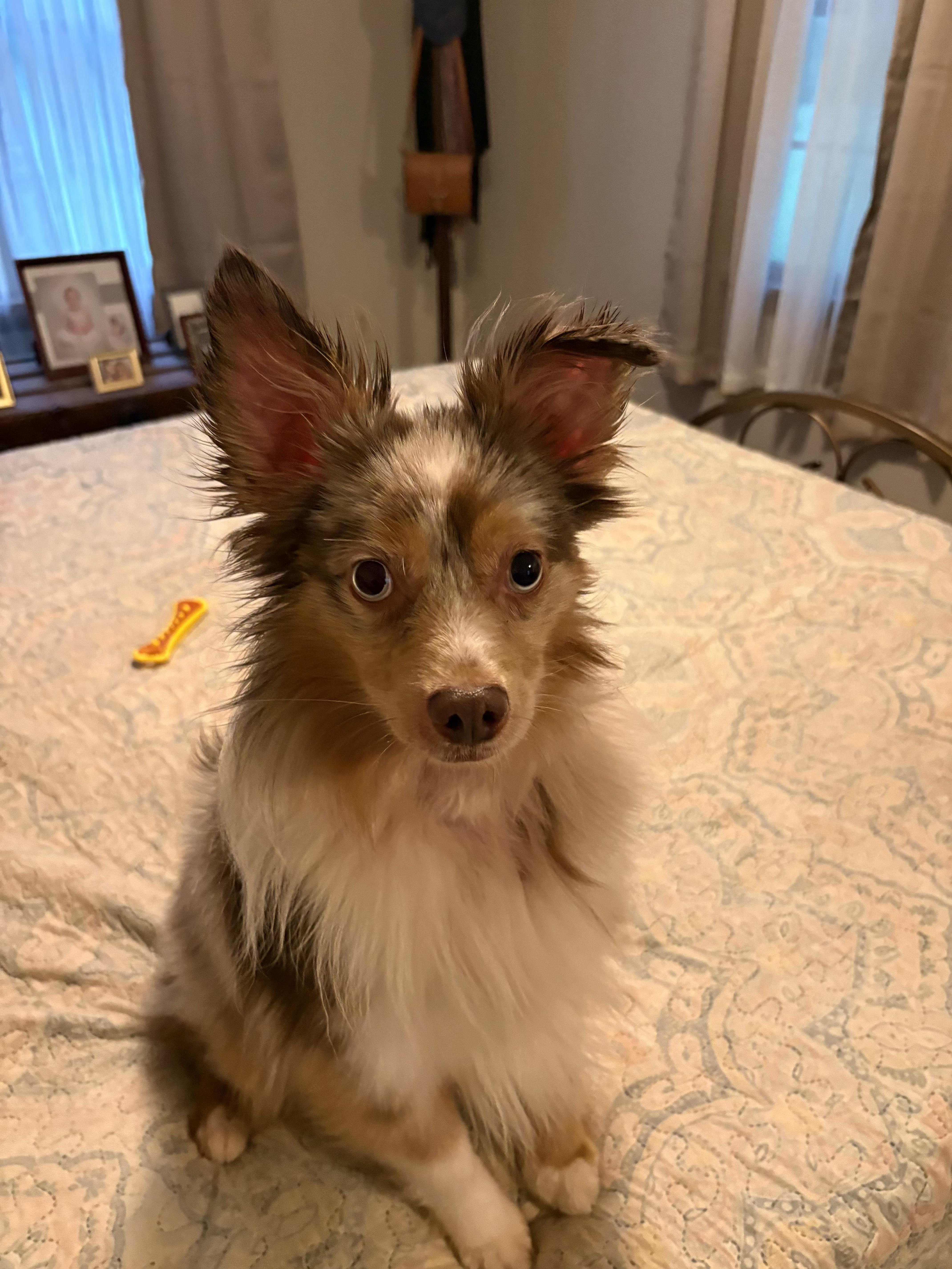 Enlarge KING, a Adopted Australian Shepherd in Hamilton, NJ image 1/1