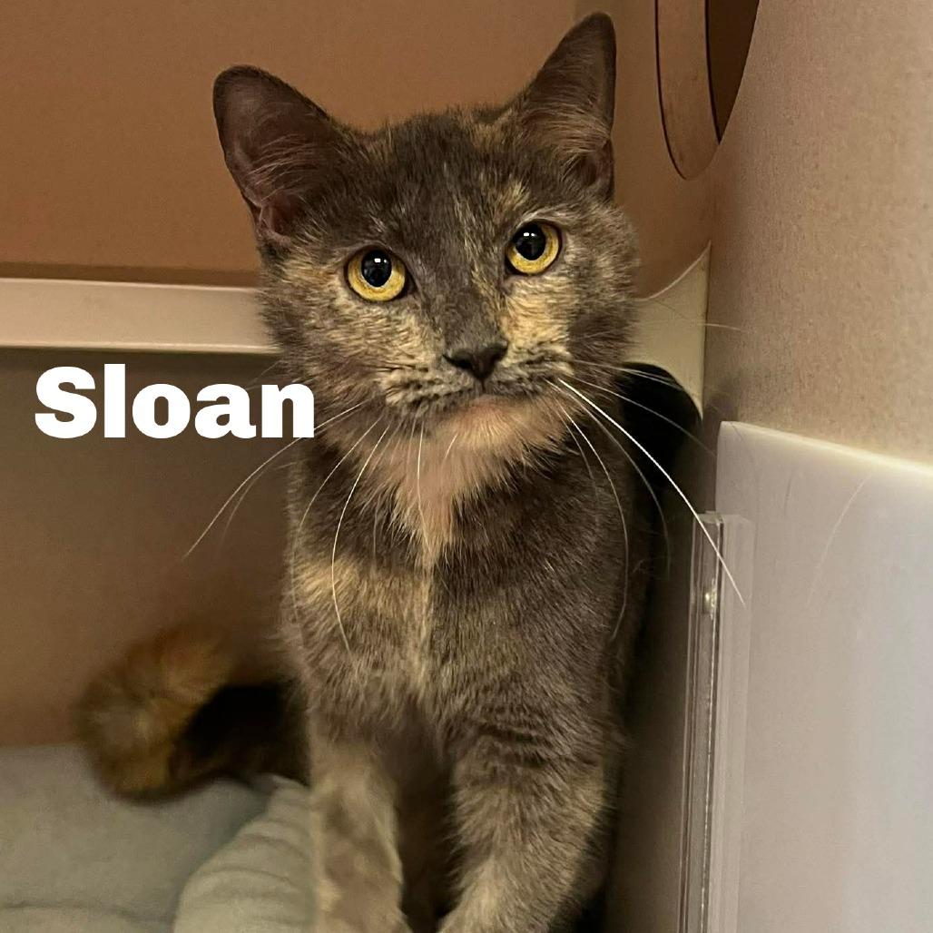 Sloan 260830, Adopted, Young Female Domestic Short Hair.