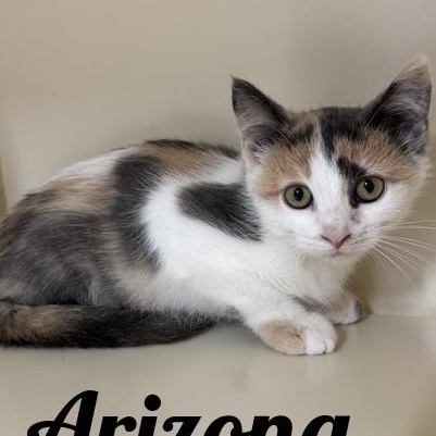 Arizona, adopted, Kitten Female Domestic Short Hair.