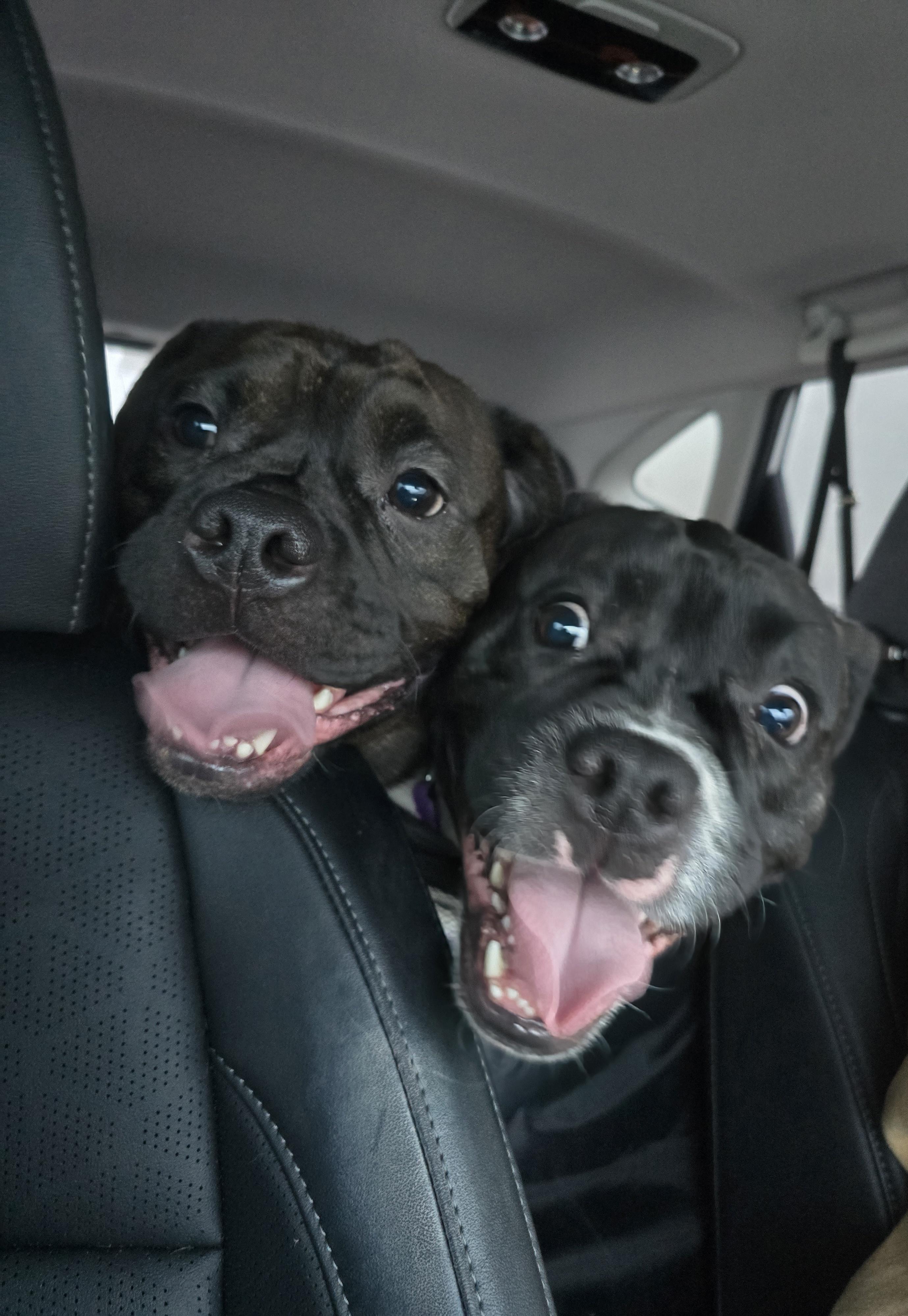 Brinley, a ADOPTABLE Mixed Breed in Chatsworth, ON image 2/4