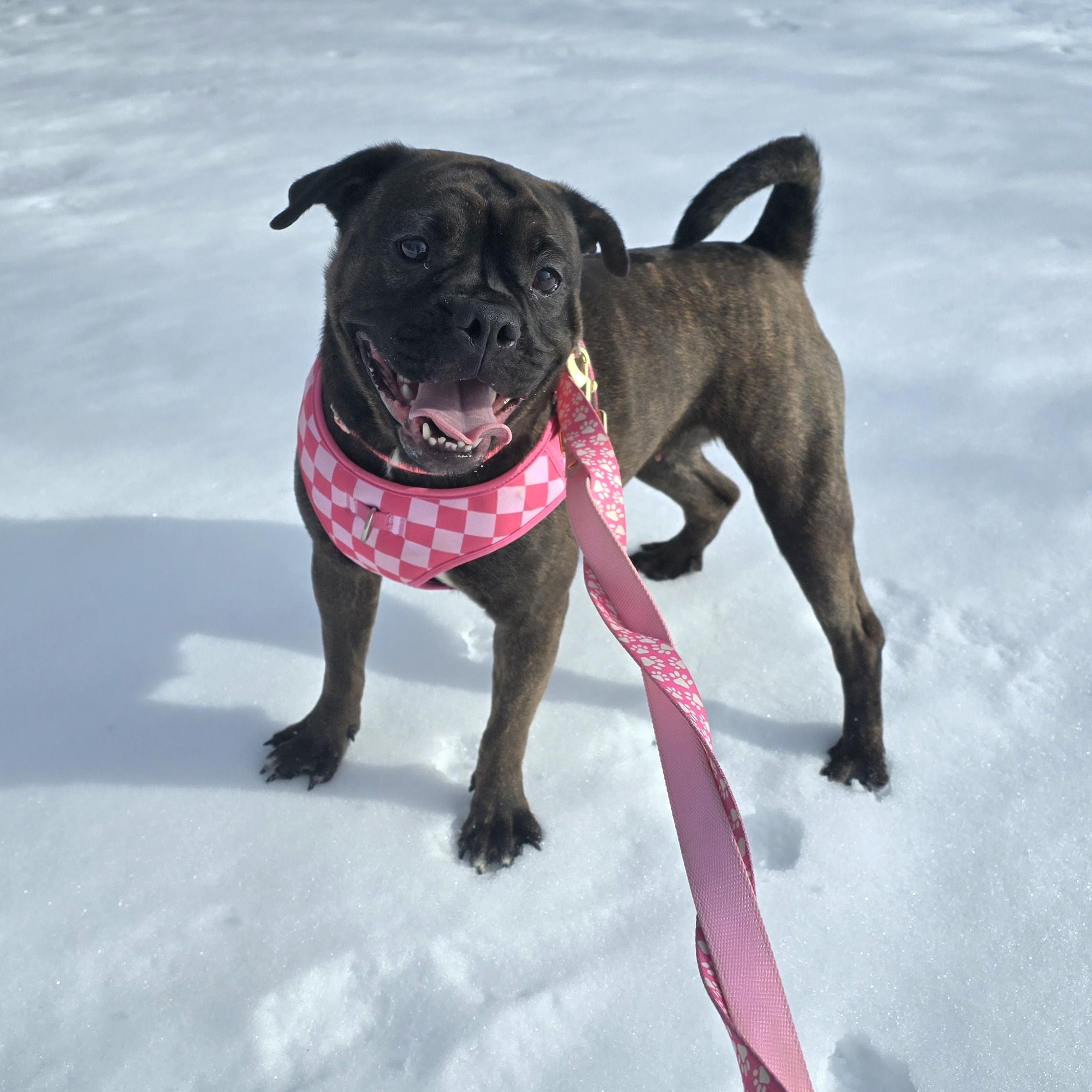 Brinley, ADOPTABLE, Young Female Mixed Breed.
