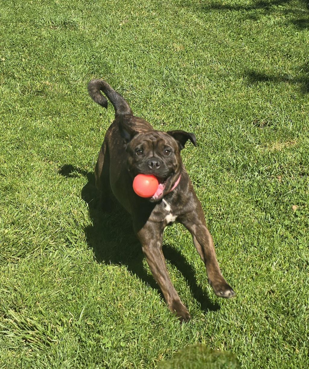 Enlarge Brinley, a ADOPTABLE Mixed Breed in Chatsworth, ON image 1/4