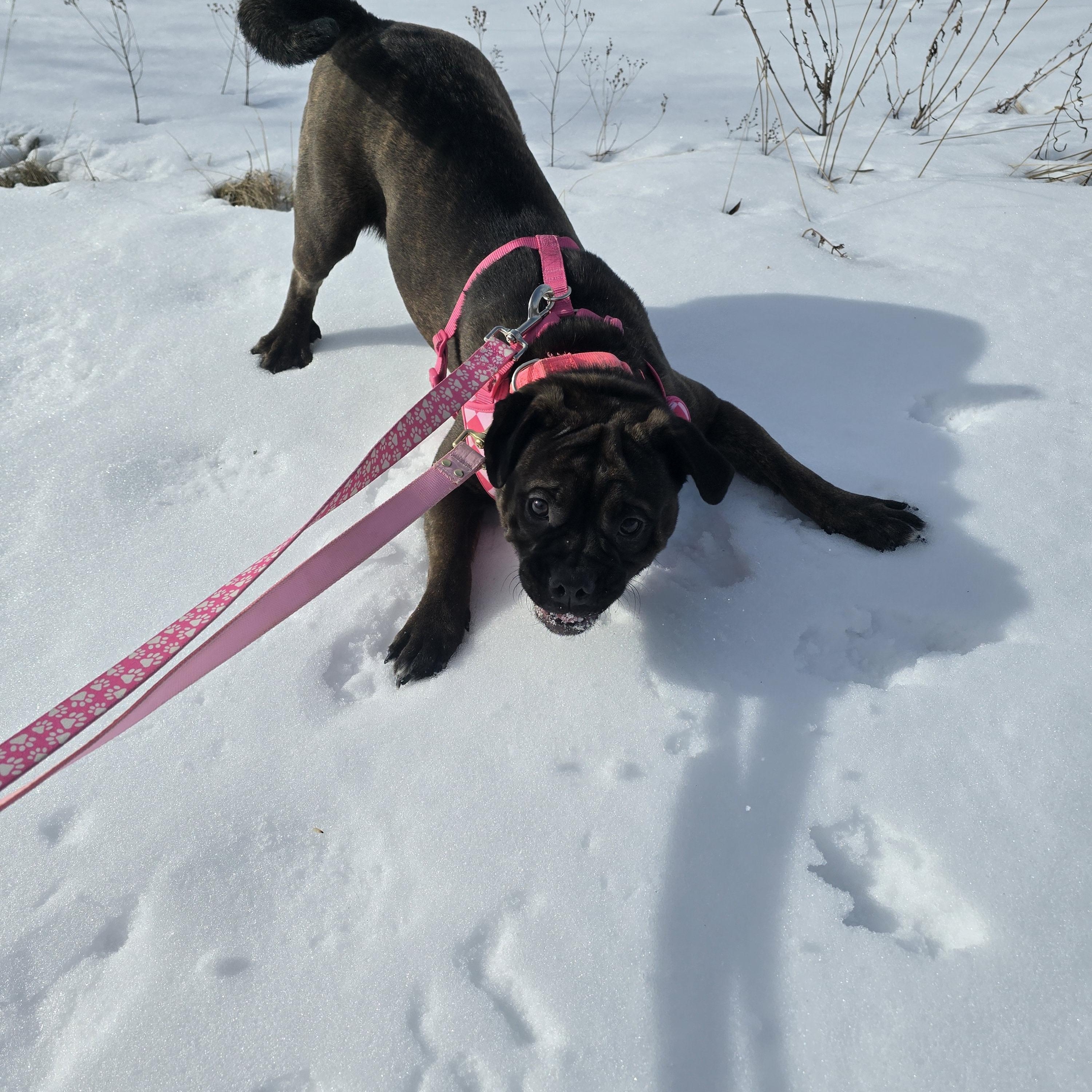 Brinley, a ADOPTABLE Mixed Breed in Chatsworth, ON image 3/4