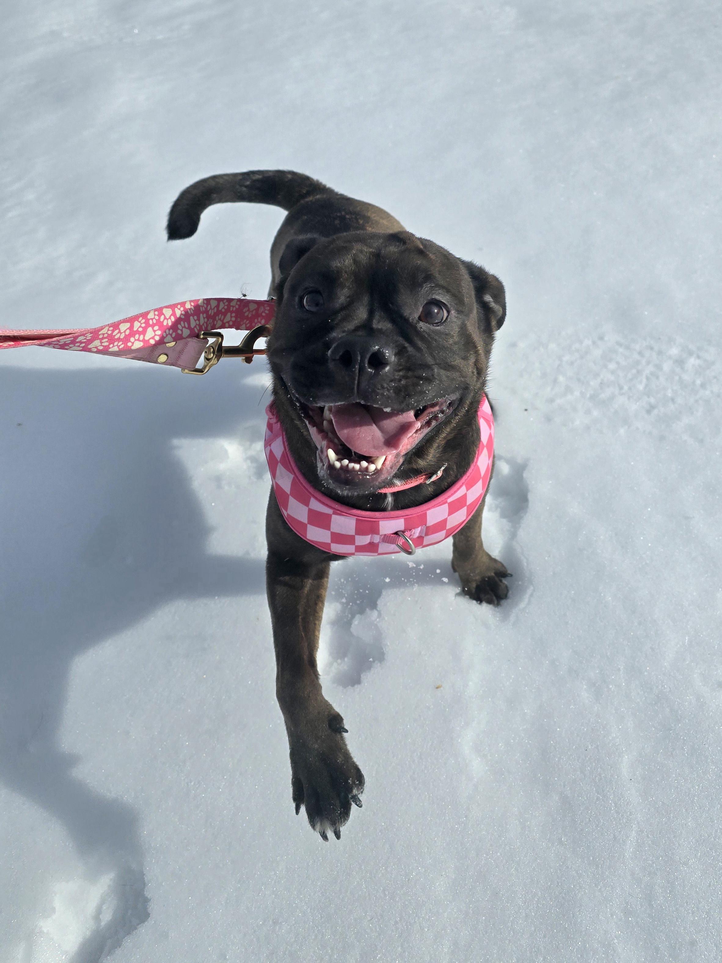 Brinley, a ADOPTABLE Mixed Breed in Chatsworth, ON image 4/4