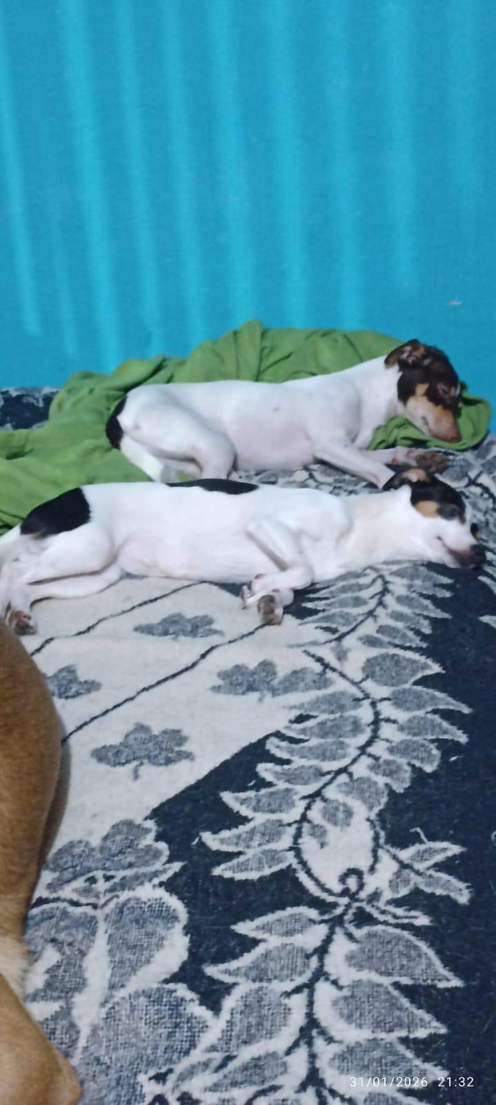 Enlarge Kenna & Otis, a ADOPTABLE mixed breed in Vancouver, BC image 2/6