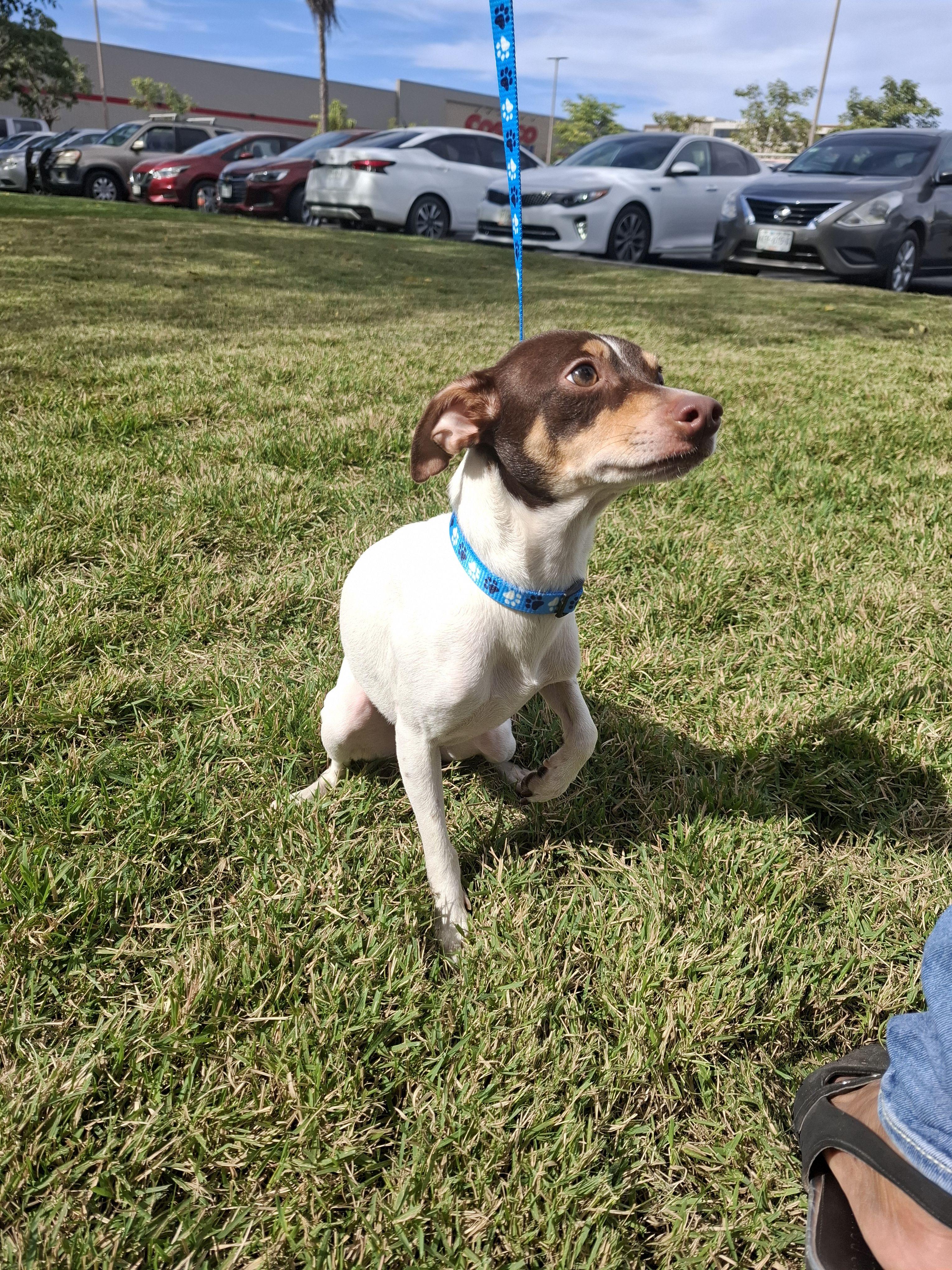Enlarge Kenna & Otis, a ADOPTABLE mixed breed in Vancouver, BC image 6/6